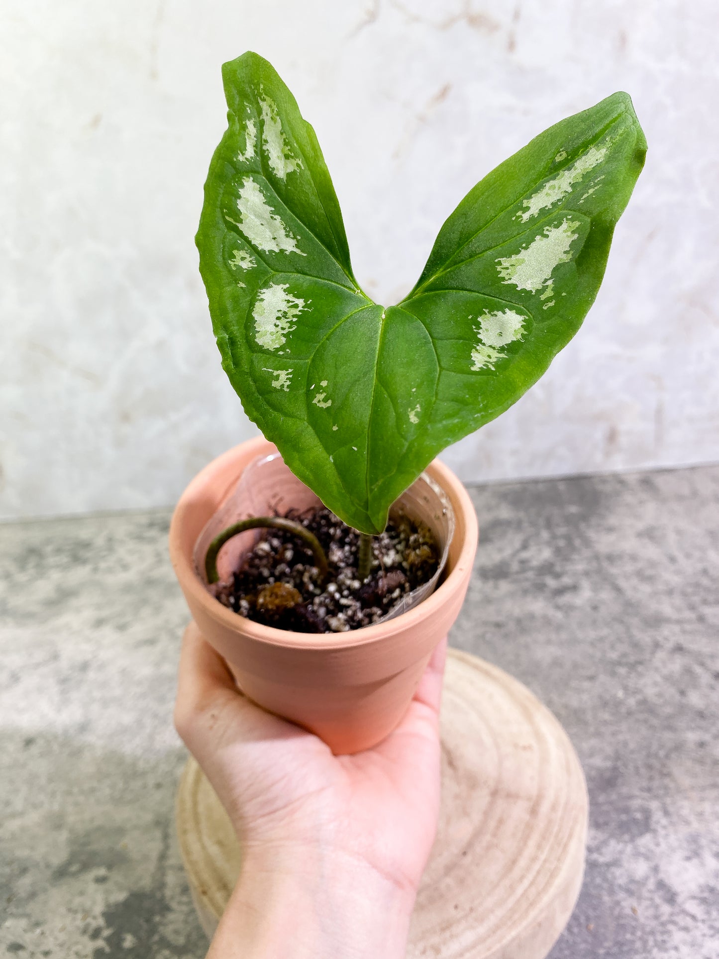 Ulearum donburnsii Rooted 1 leaf