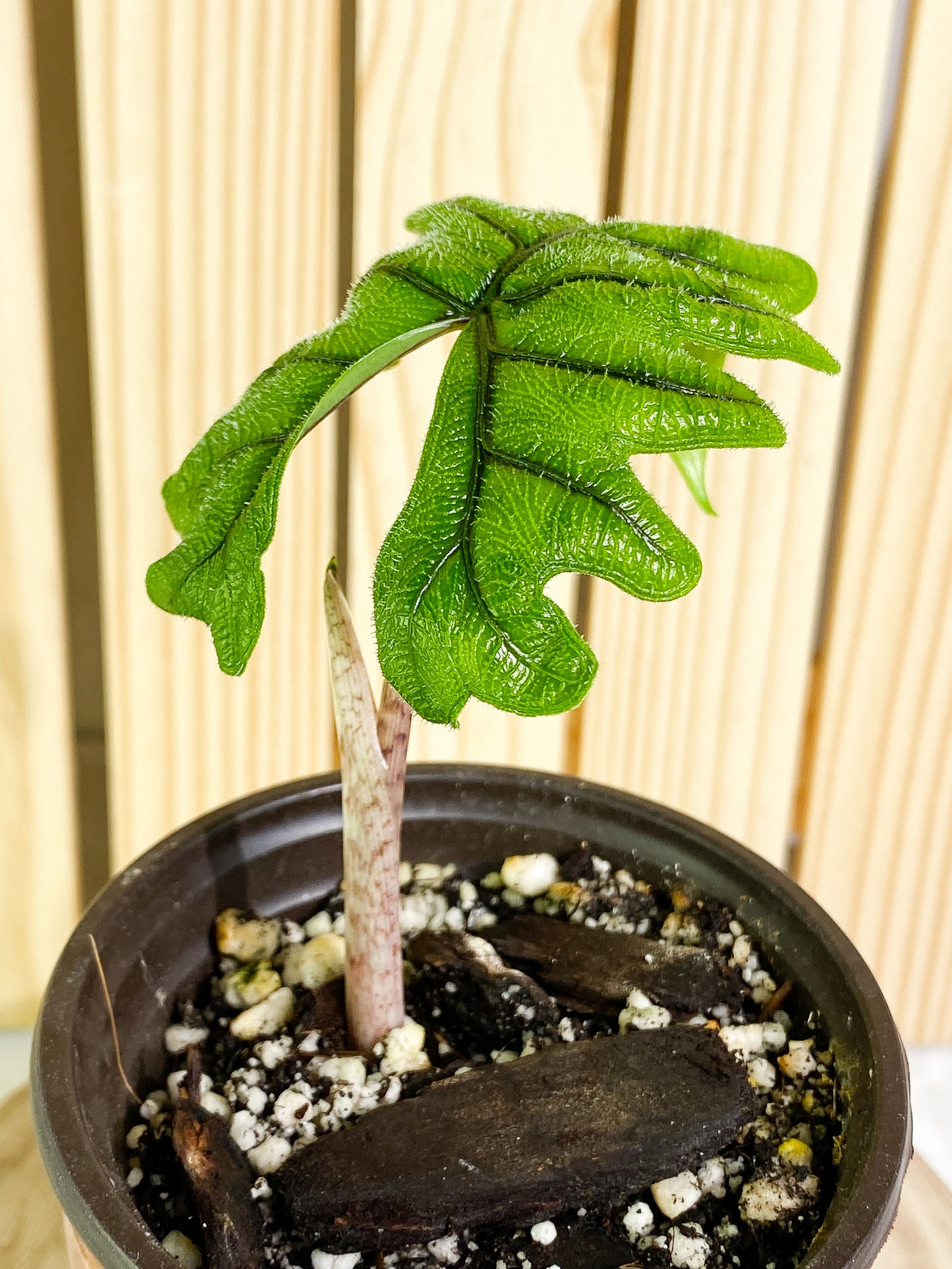 Alocasia Jacklyn 1 leaf Slightly Rooted