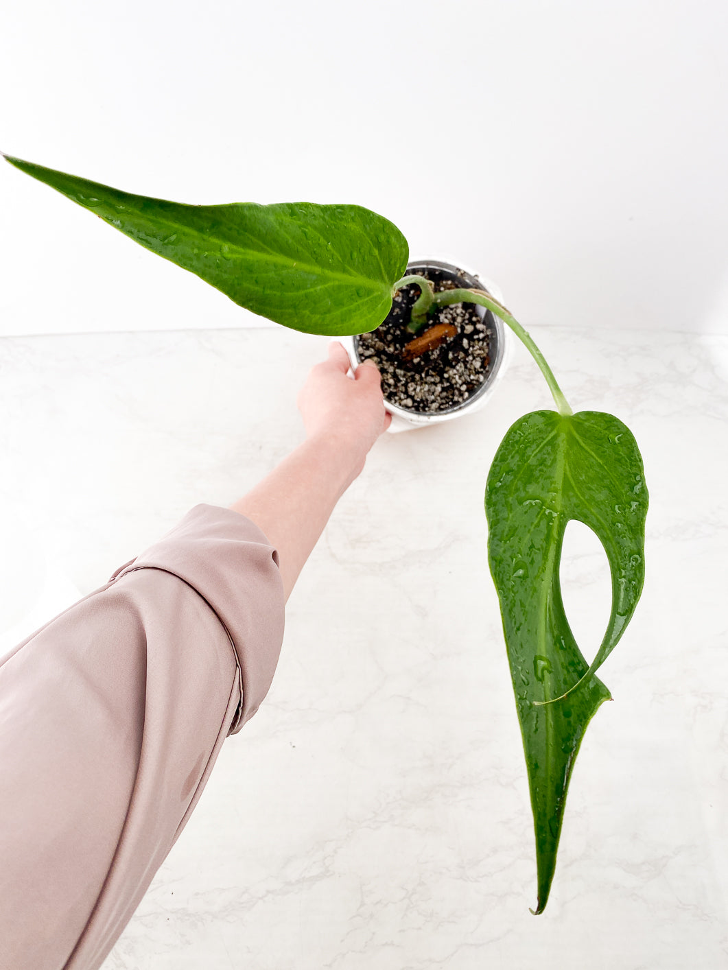 Monstera Burle Marx Flame 2 leaves slightly rooted