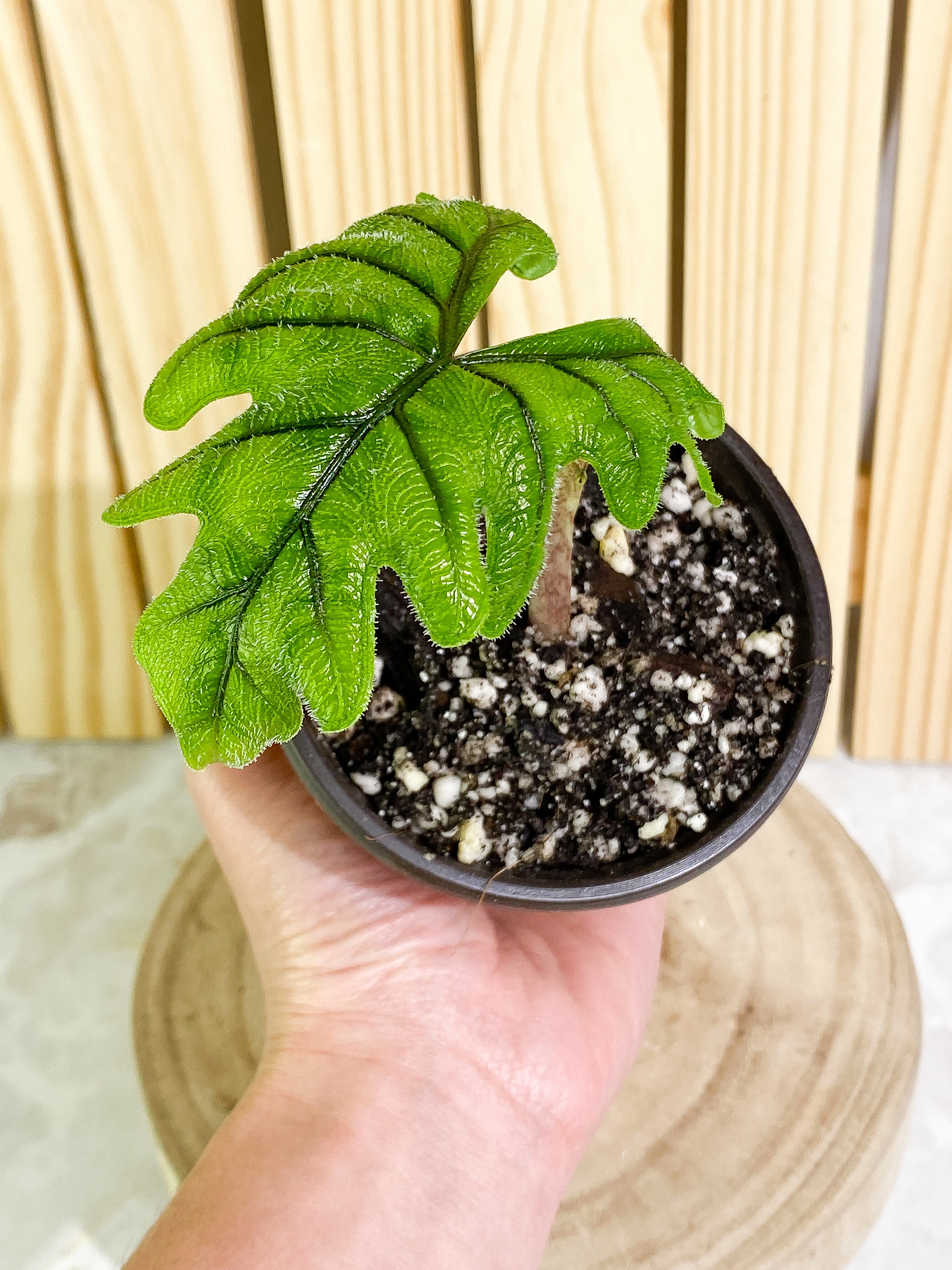 Alocasia Jacklyn 1 leaf Slightly Rooted