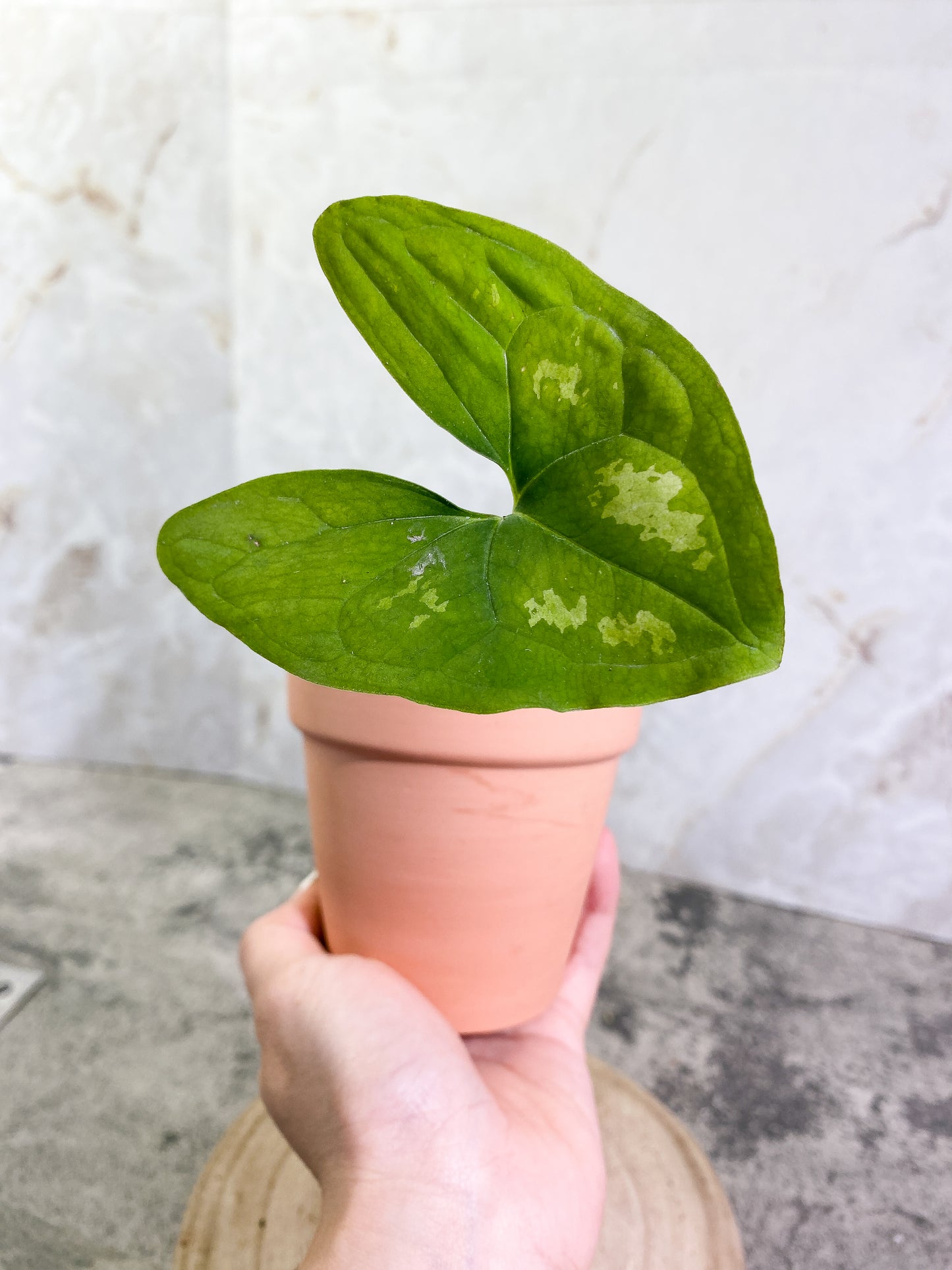 Ulearum donburnsii with 1 leaf slightly rooted