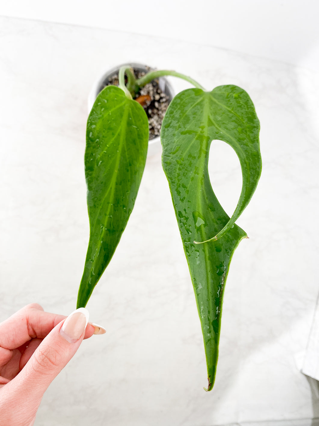 Monstera Burle Marx Flame 2 leaves slightly rooted