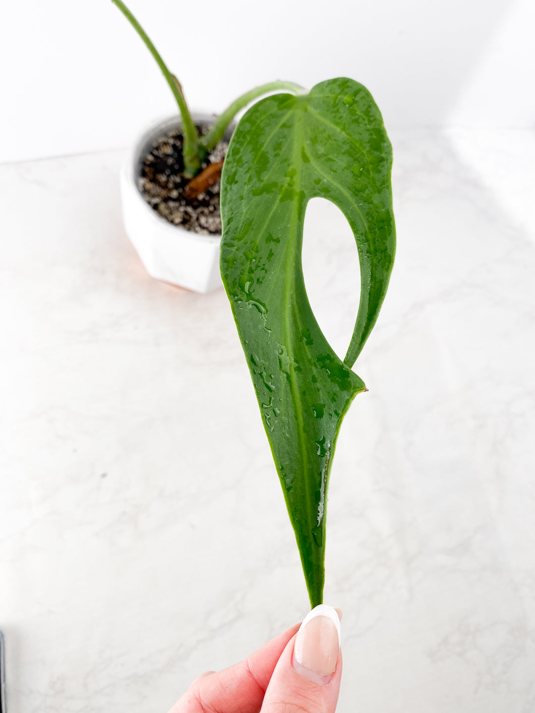 Monstera Burle Marx Flame 2 leaves slightly rooted