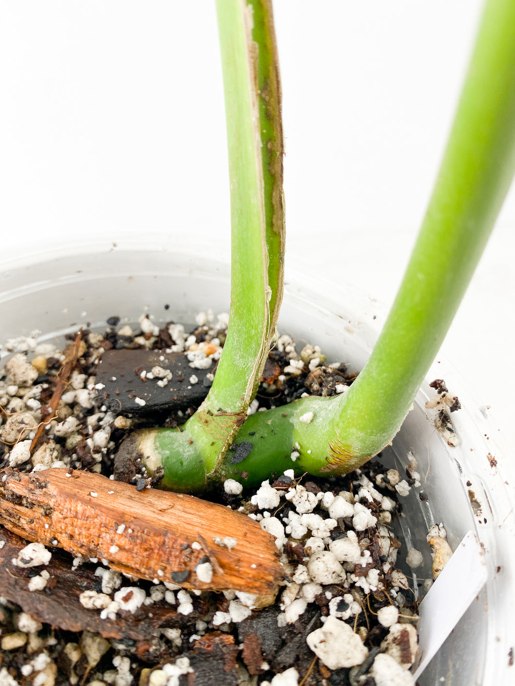 Monstera Burle Marx Flame 2 leaves slightly rooted