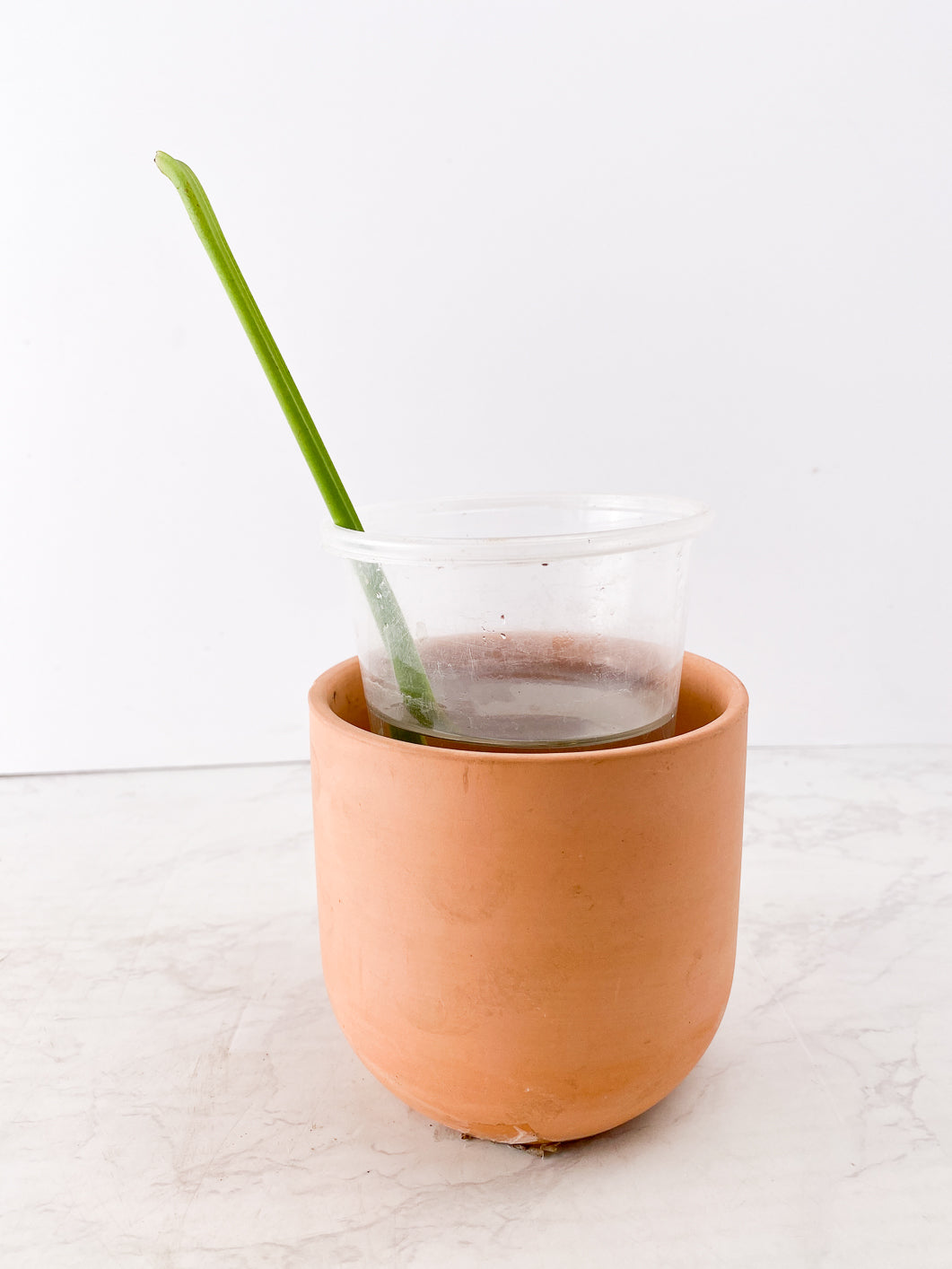 Monstera Albo White Tiger rooting node 1 bud