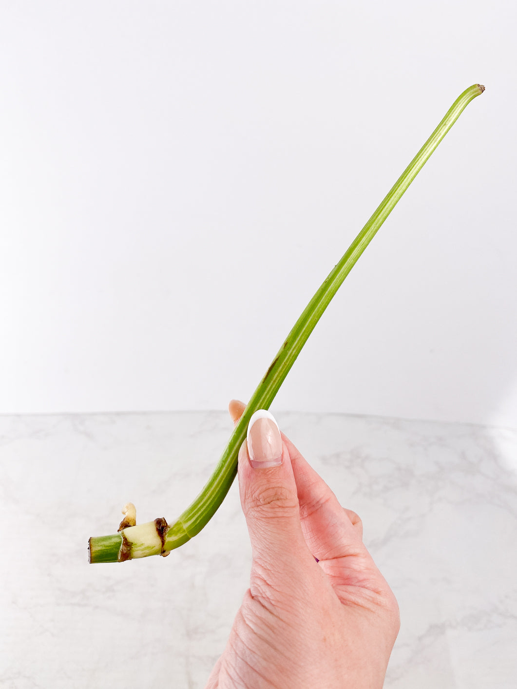 Monstera Albo White Tiger rooting node 1 bud