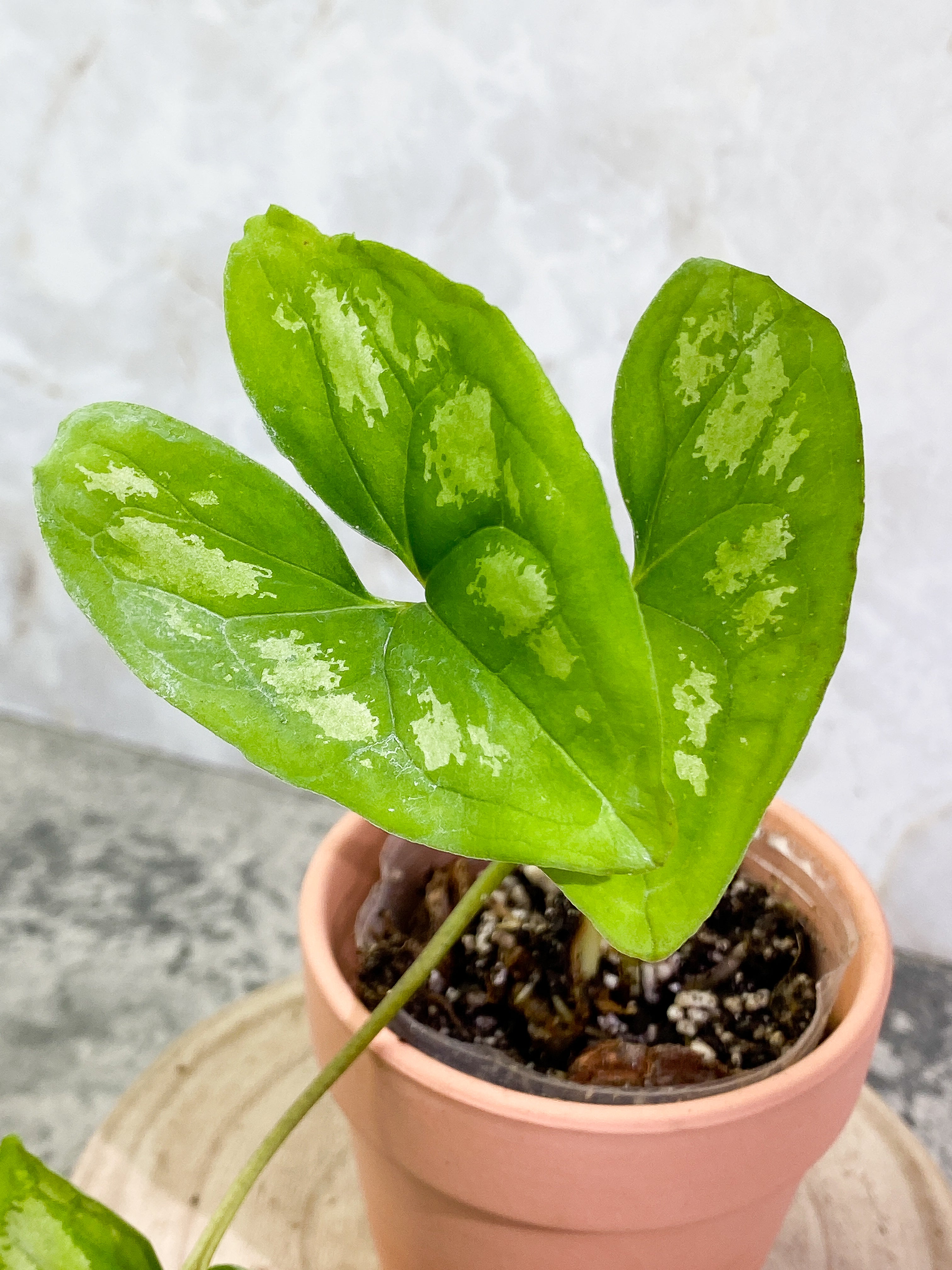 Ulearum donburnsii with 3 leaves slightly rooted