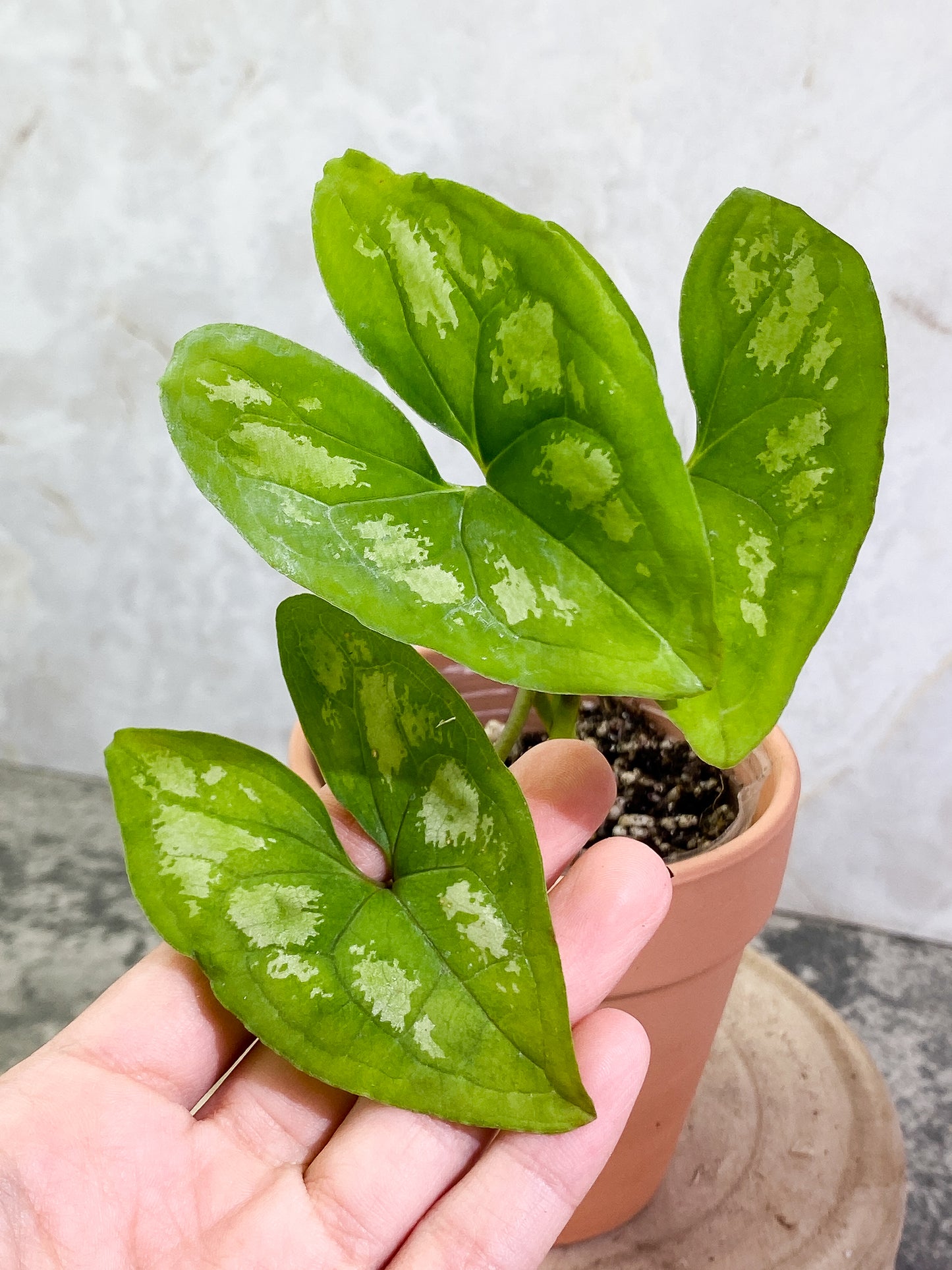 Ulearum donburnsii with 3 leaves slightly rooted