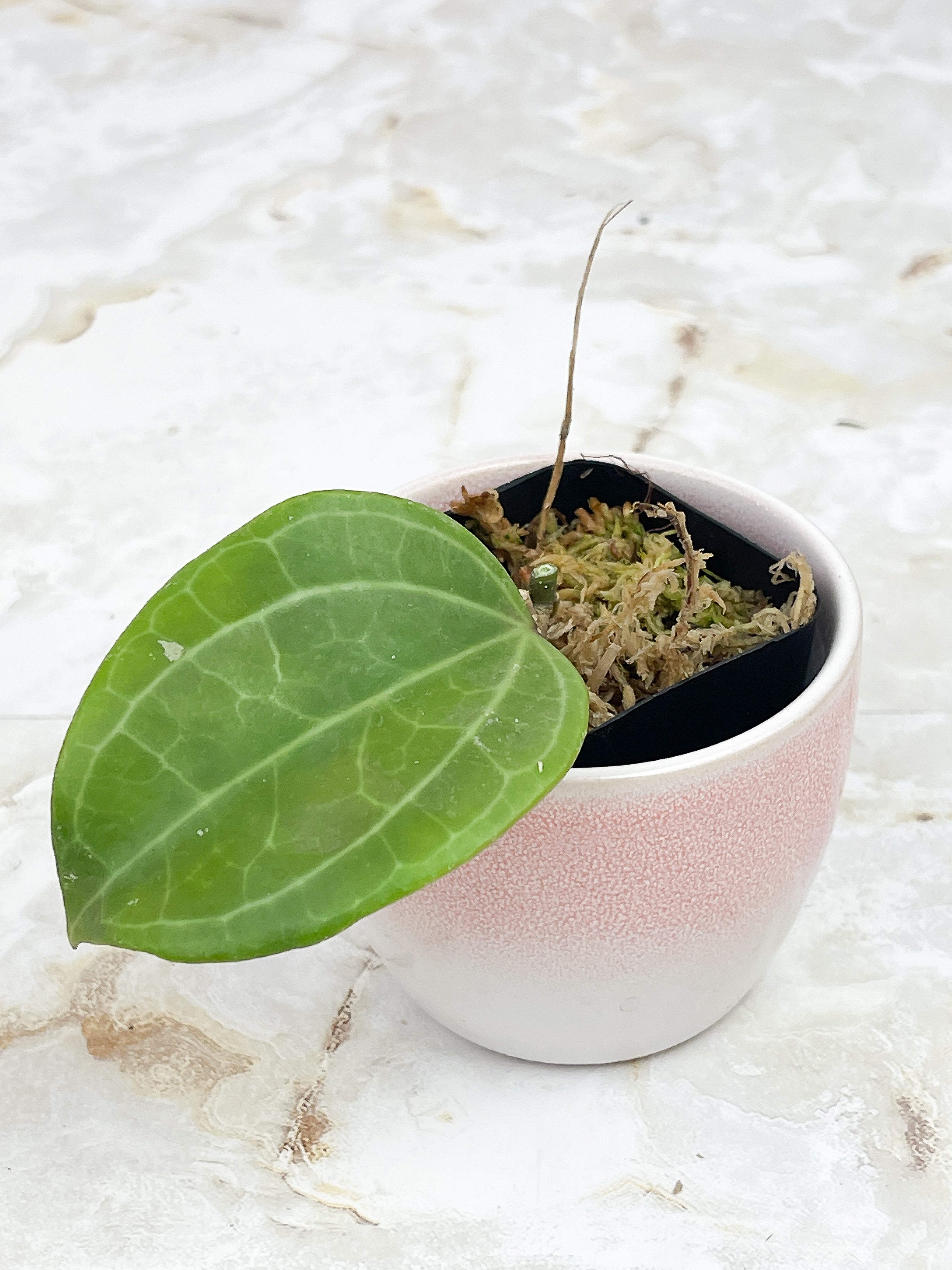 Hoya Latifolia Dinner Plate  Rooted