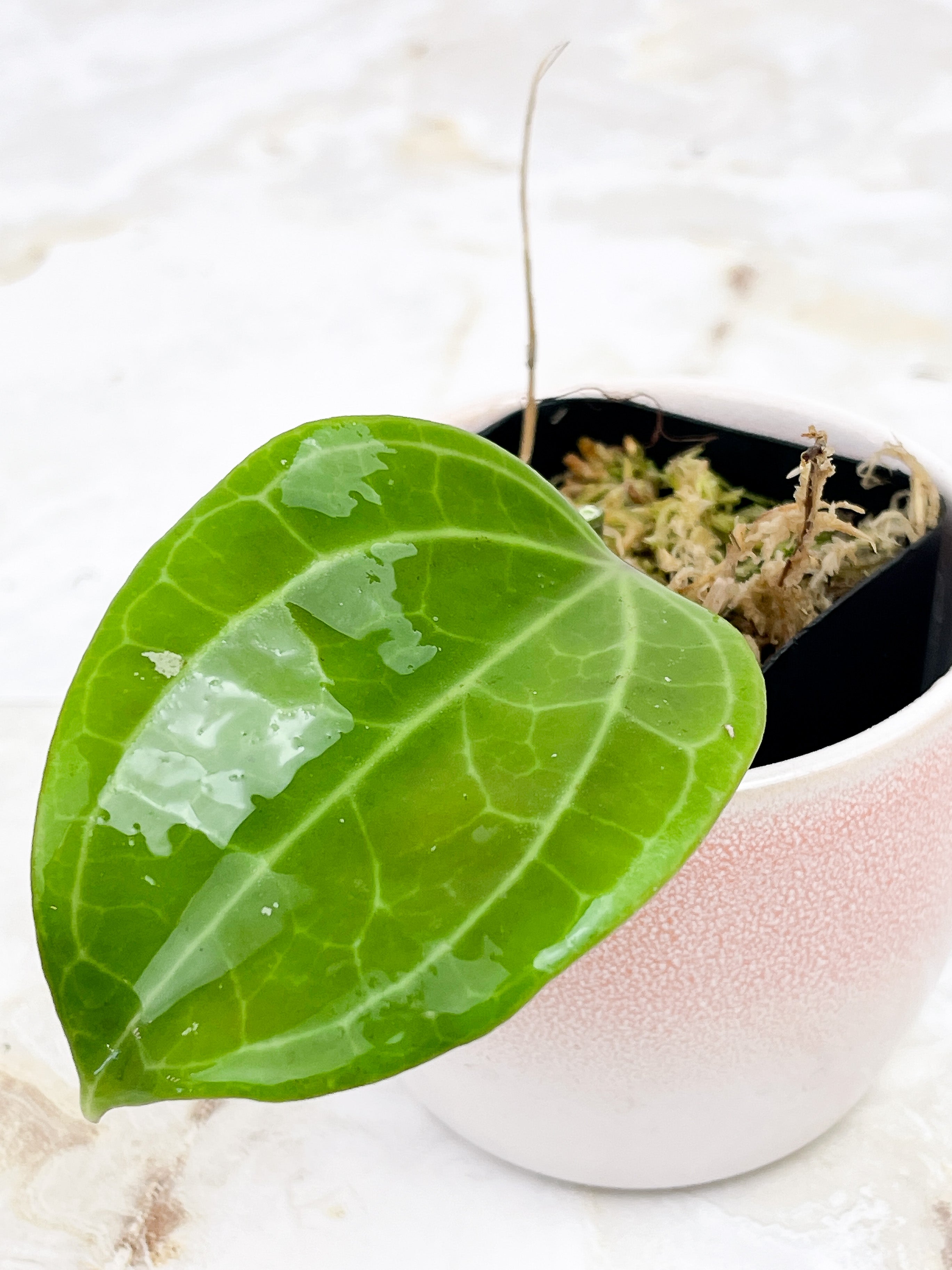 Hoya Latifolia Dinner Plate  Rooted