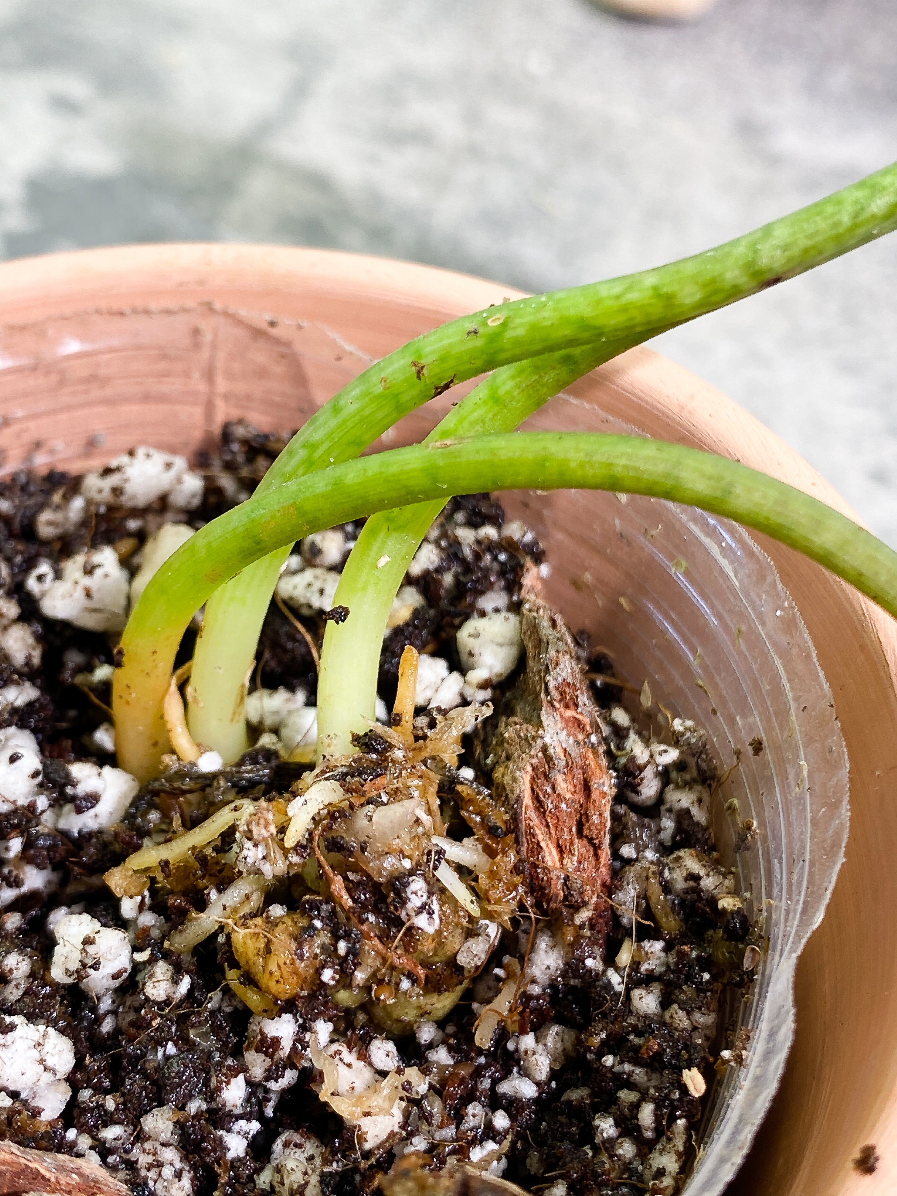 Ulearum donburnsii with 3 leaves slightly rooted