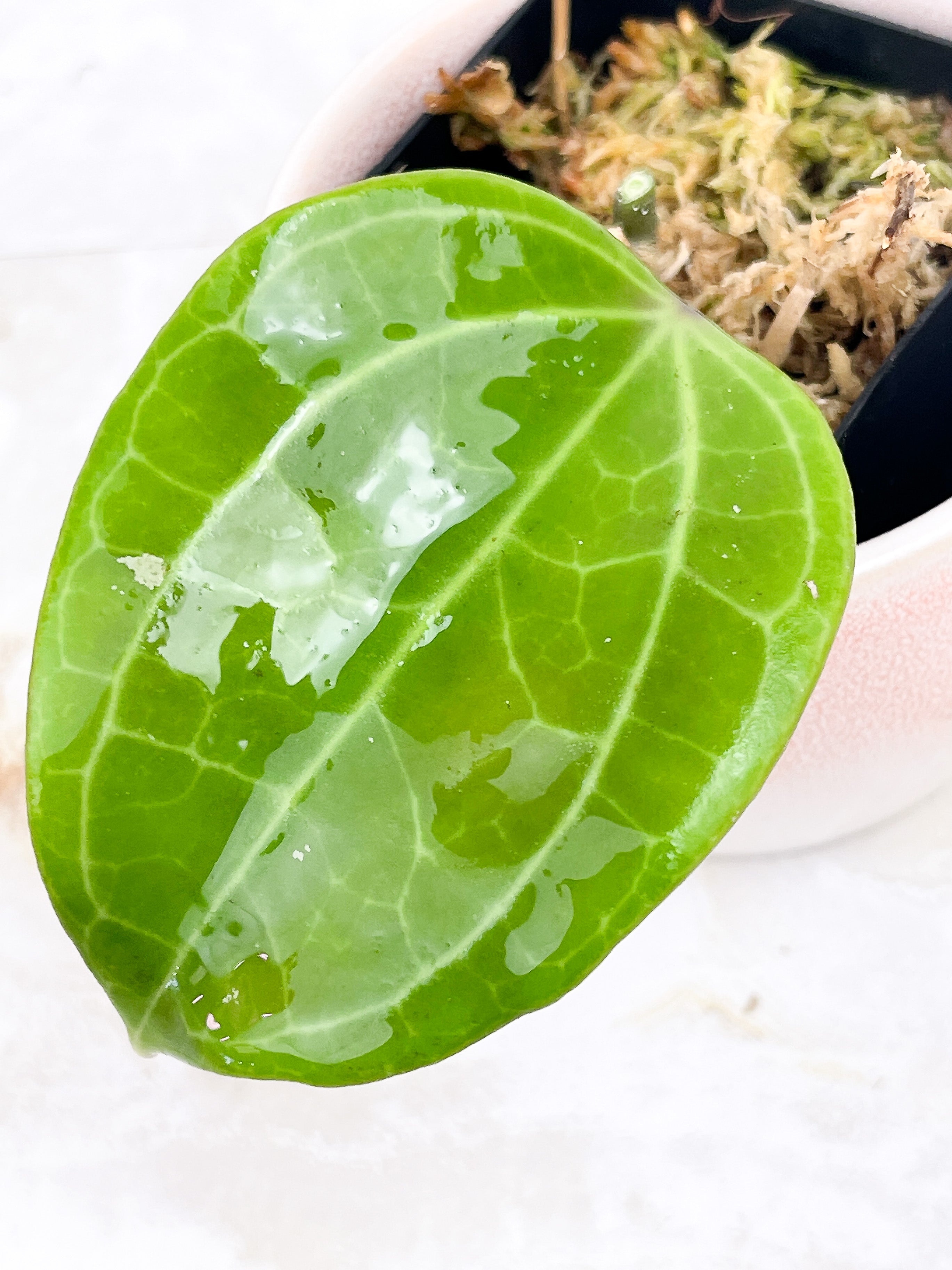 Hoya Latifolia Dinner Plate  Rooted