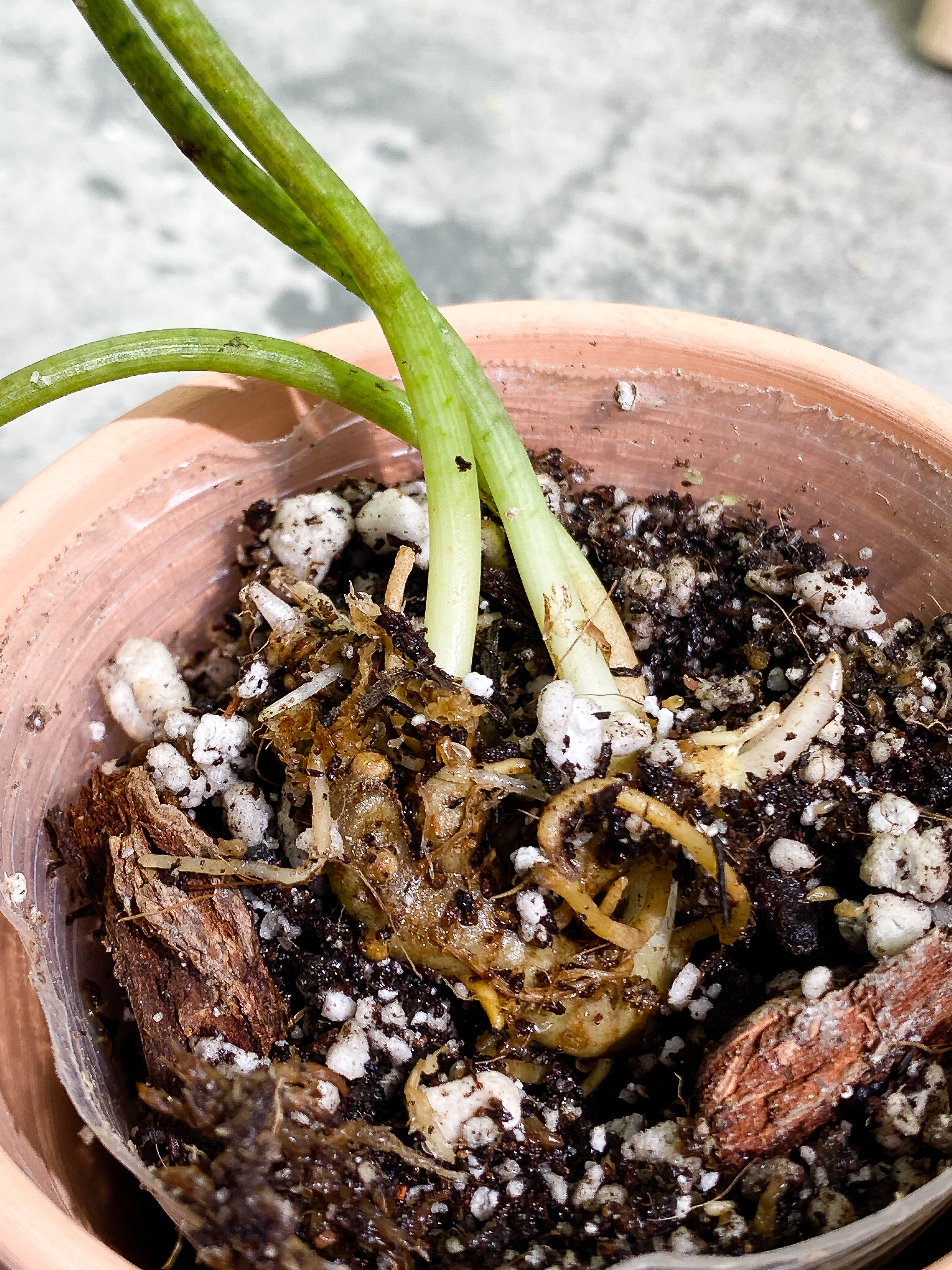 Ulearum donburnsii with 3 leaves slightly rooted