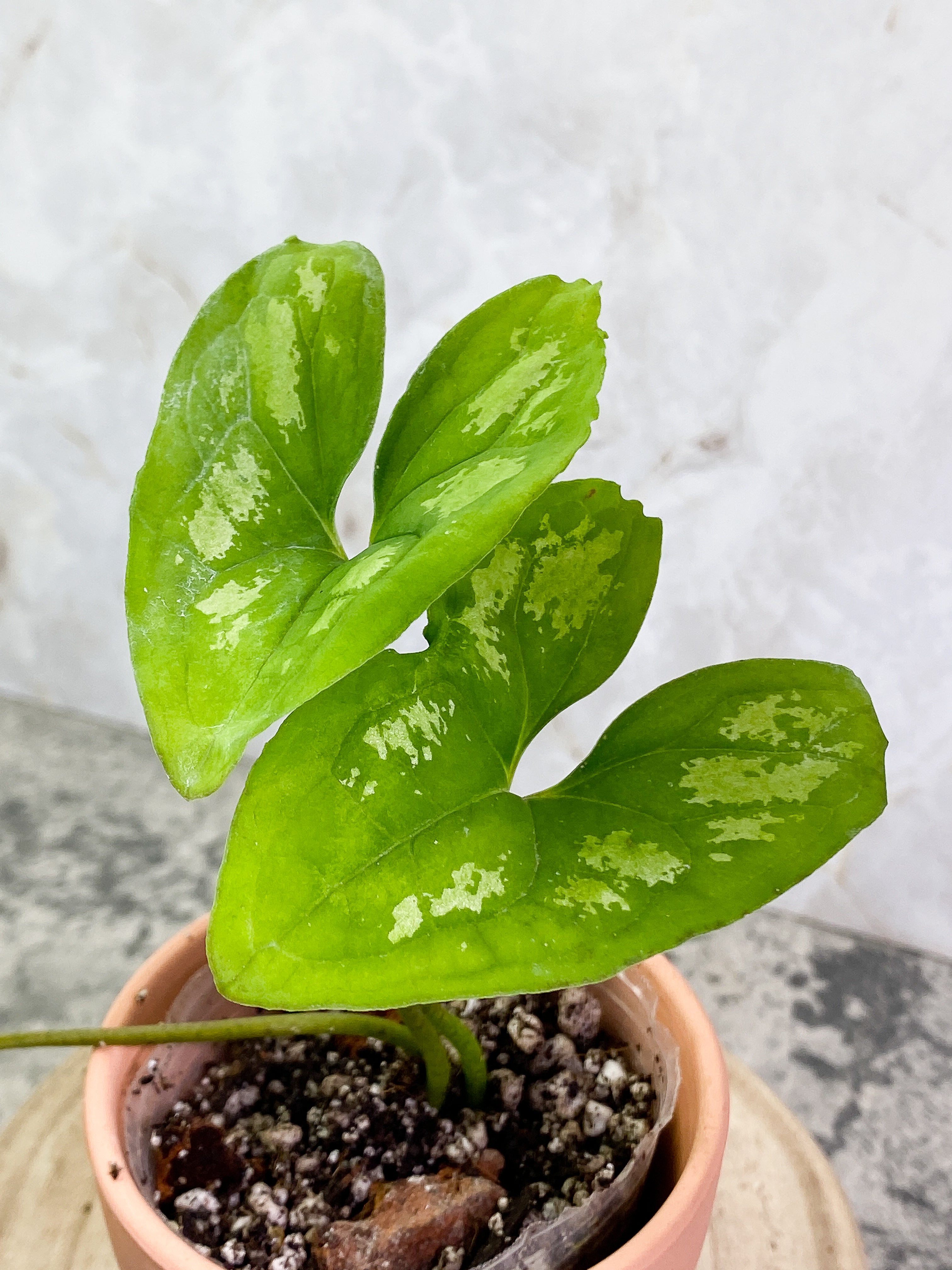 Ulearum donburnsii with 3 leaves slightly rooted