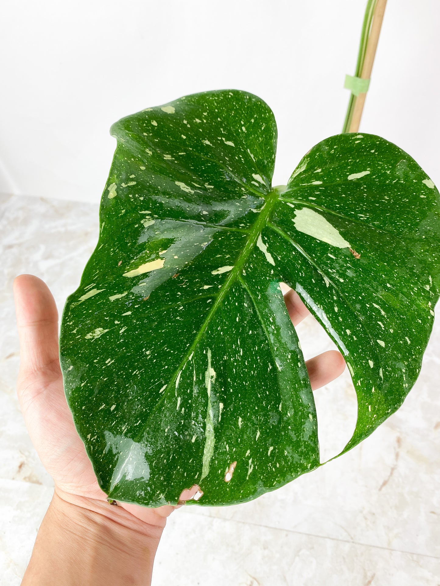 Monstera Thai Constellation Rooted 2 big leaves. Highly Variegated