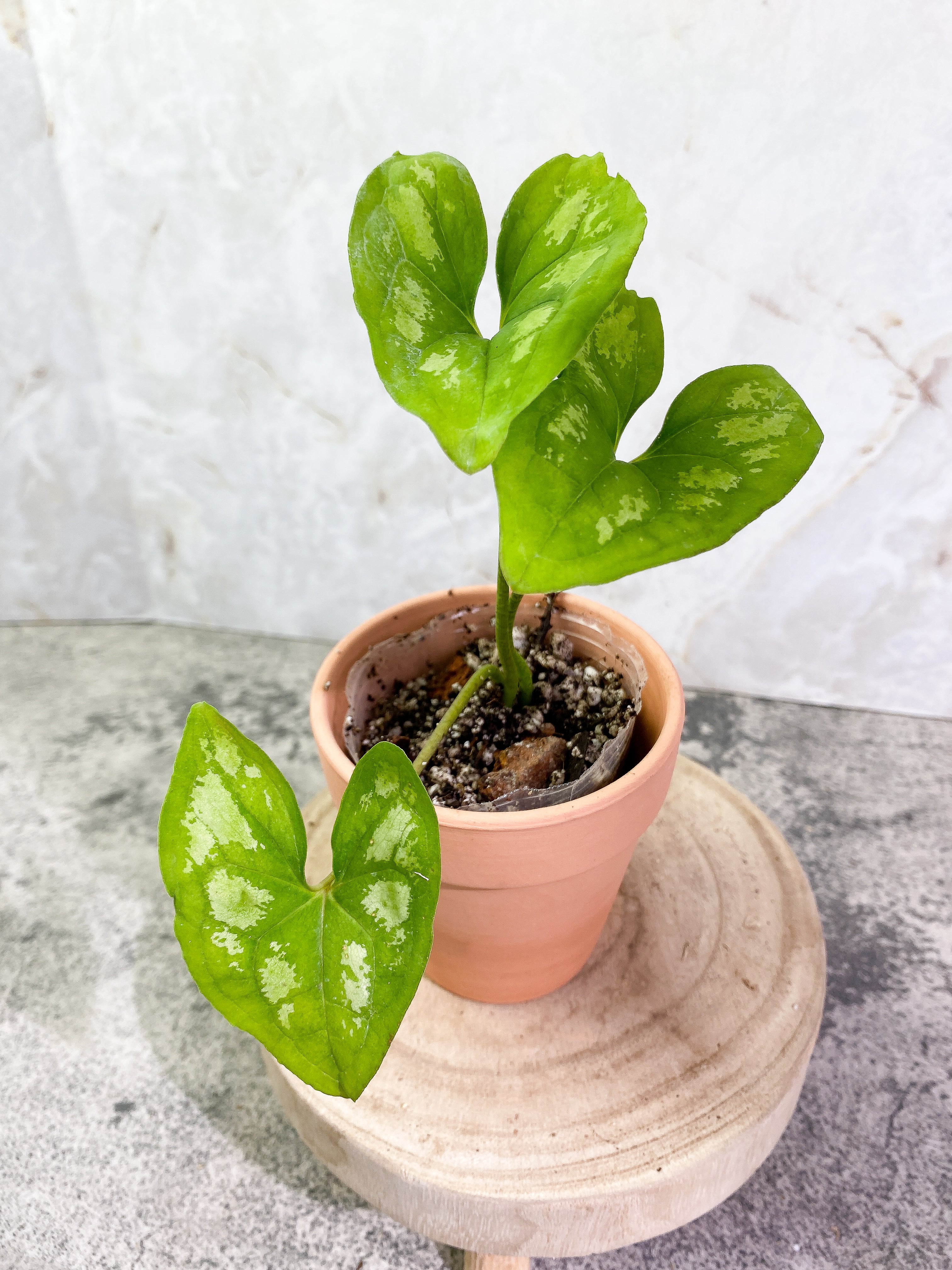 Ulearum donburnsii with 3 leaves slightly rooted