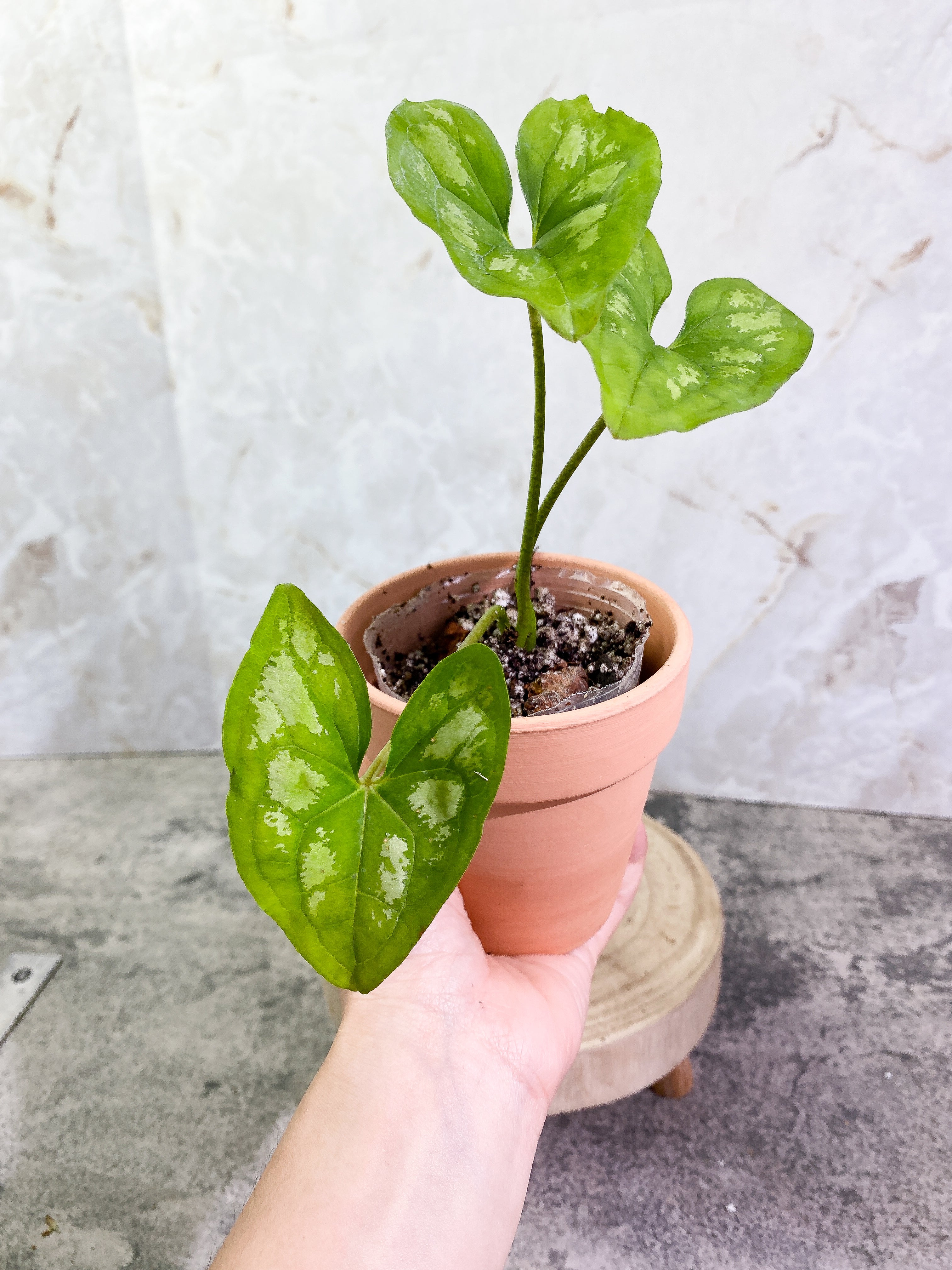 Ulearum donburnsii with 3 leaves slightly rooted