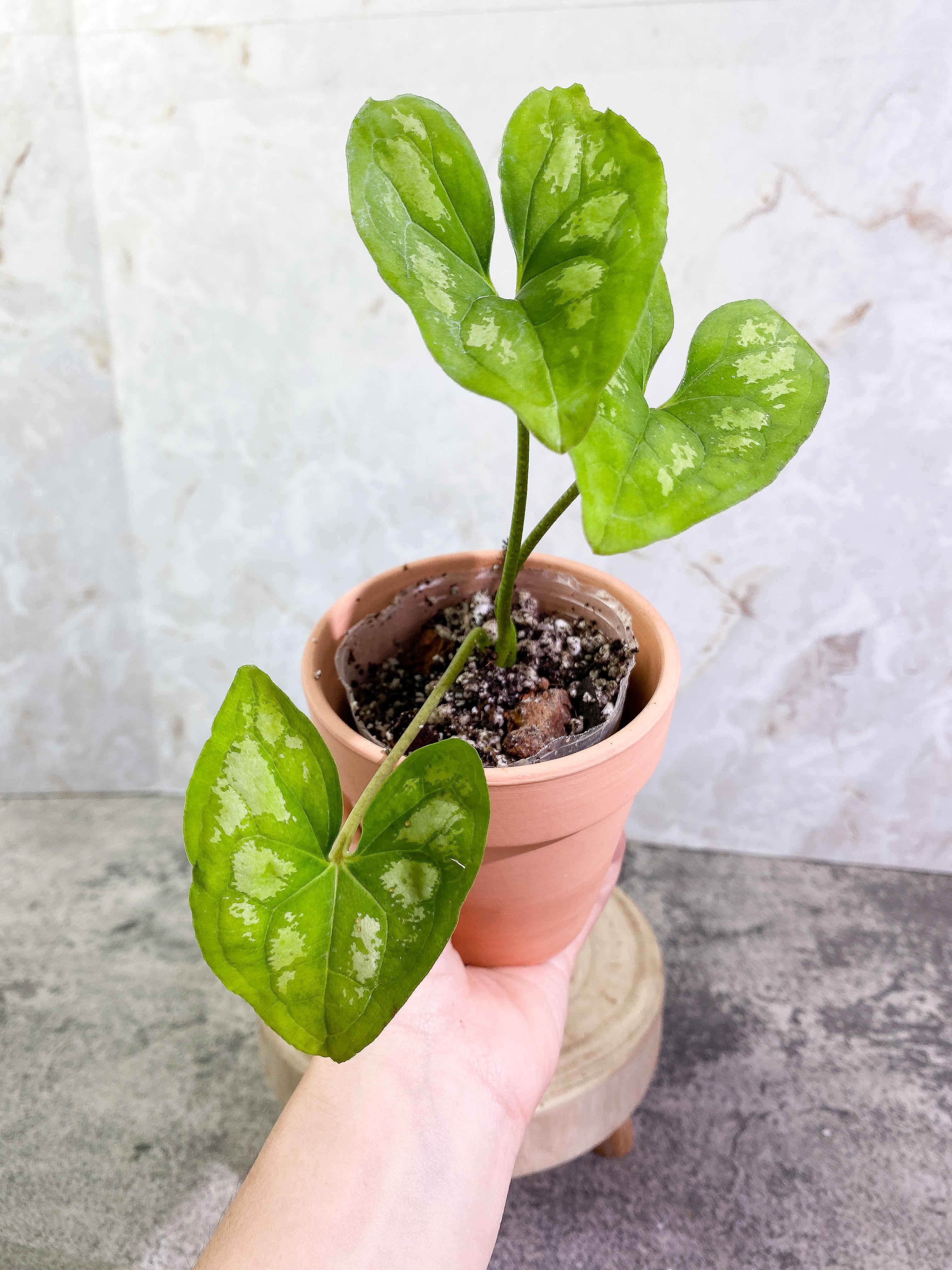 Ulearum donburnsii with 3 leaves slightly rooted