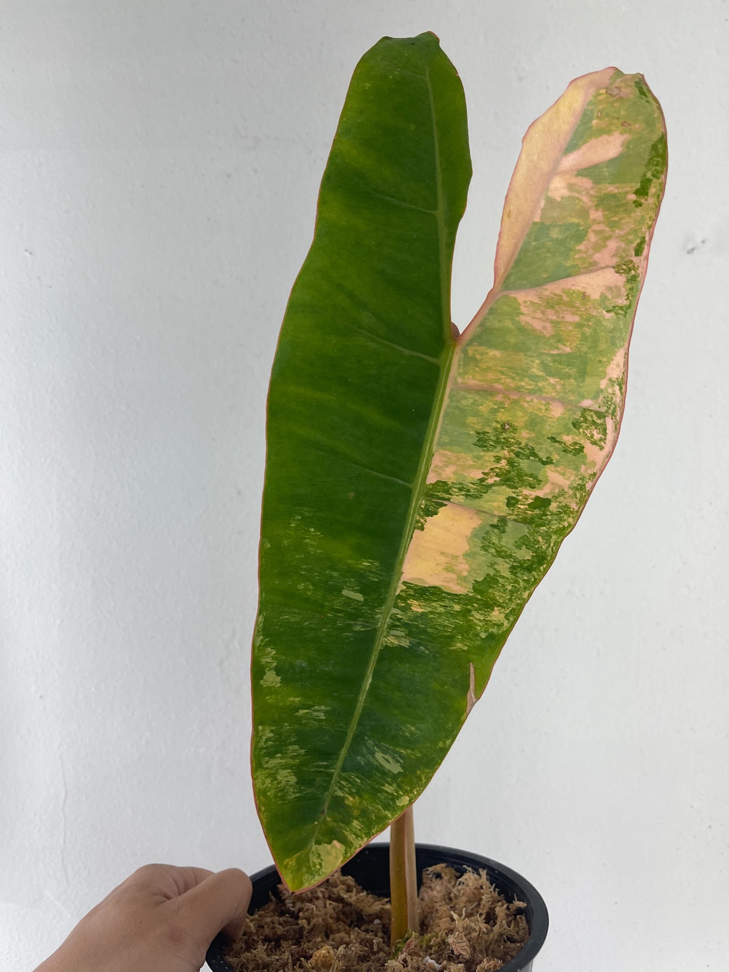 Philodendron Billietae Fully rooted. 1 big leaf (11") and 1 active new growth