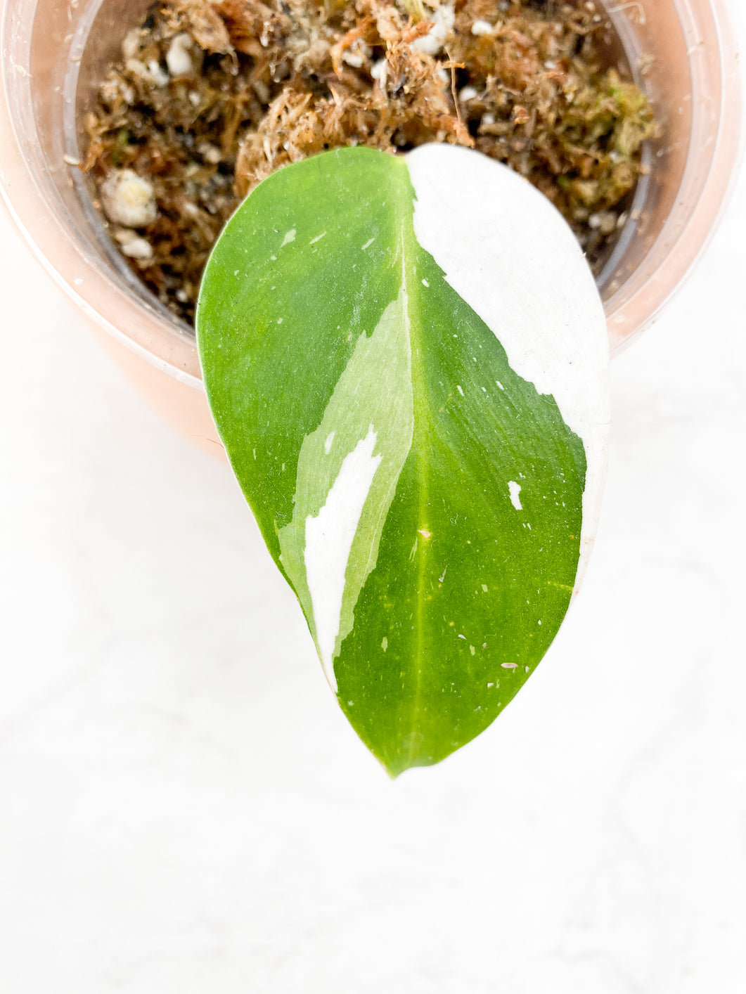 Philodendron  White princess 2 leaves 1 sprout rooted