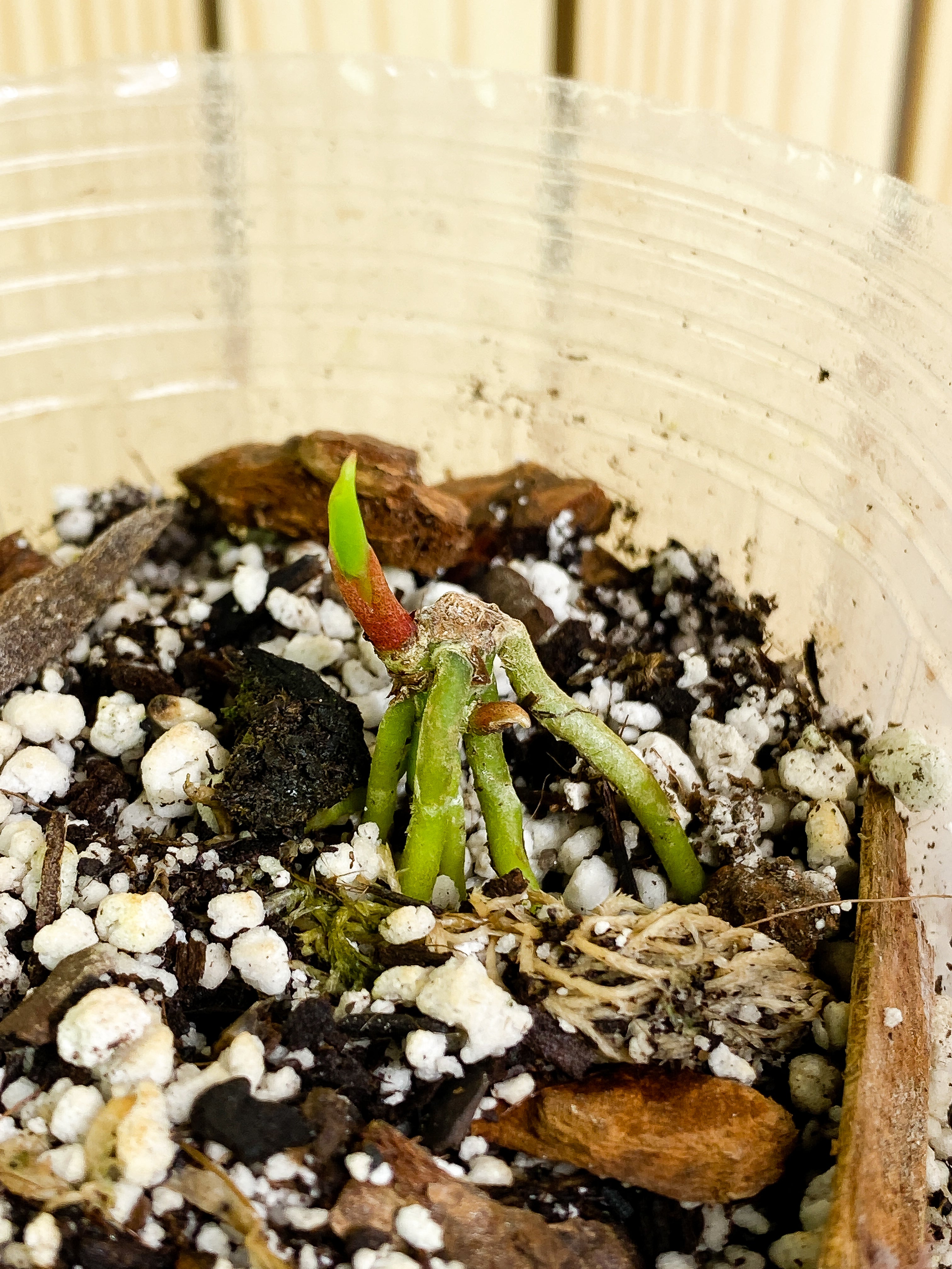 Anthurium dark phoenix (DRESSLERI X Papillilaminum) rooted node with 2 sprouts