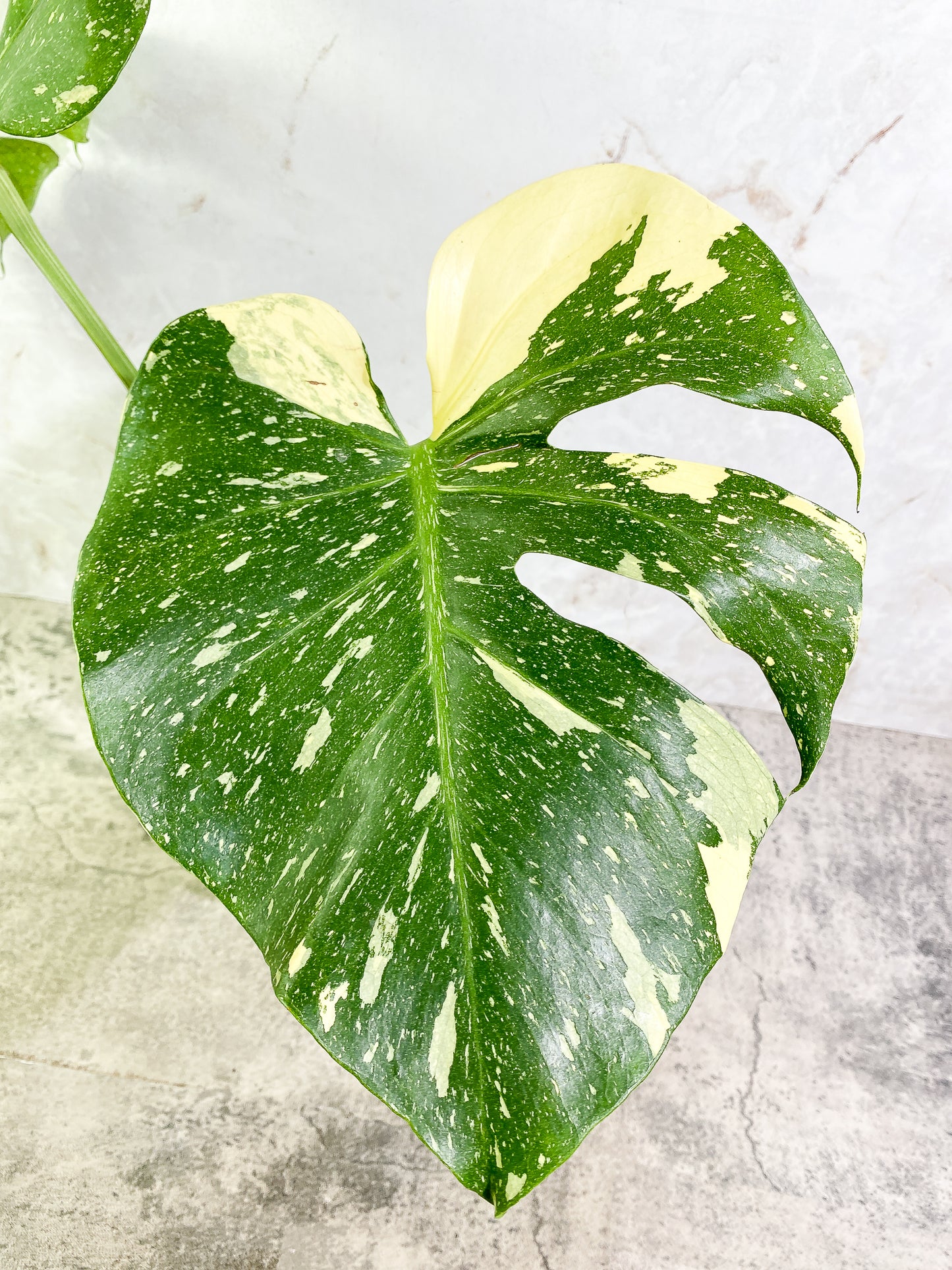 Monstera Thai Constellation 2 leaves & 1 unfurling leaf Slightly Rooted