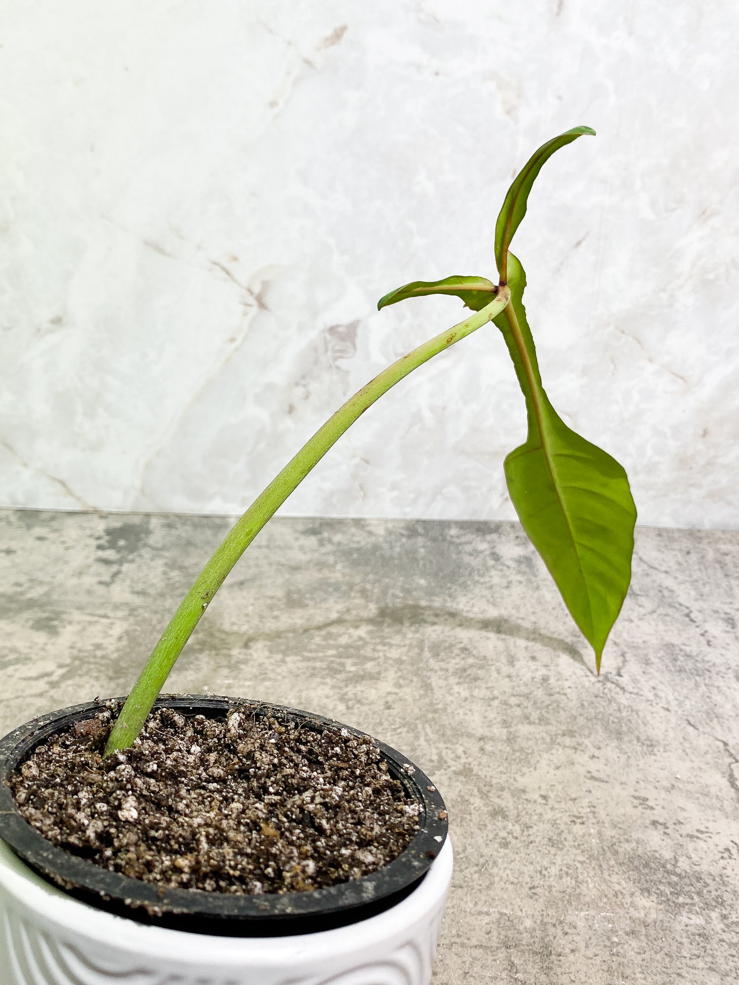 Philodendron Joepii 1 leaf slightly rooted