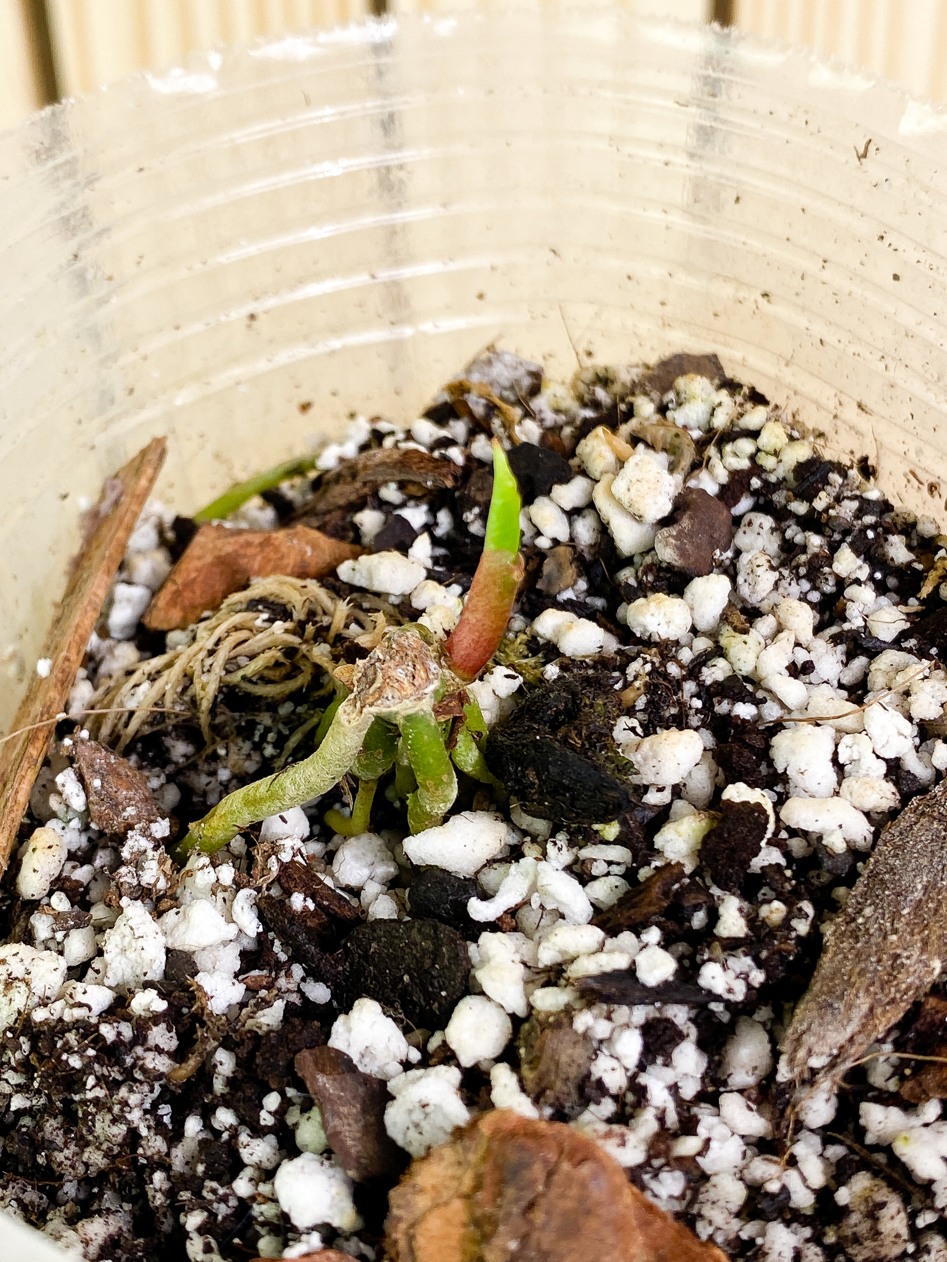 Anthurium dark phoenix (DRESSLERI X Papillilaminum) rooted node with 2 sprouts