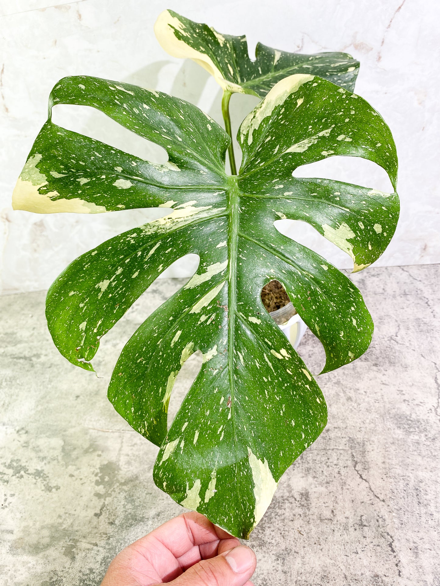 Monstera Thai Constellation 2 leaves & 1 unfurling leaf Slightly Rooted
