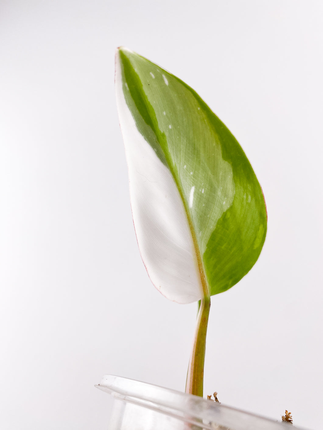 Philodendron  White princess 2 leaves 1 sprout rooted