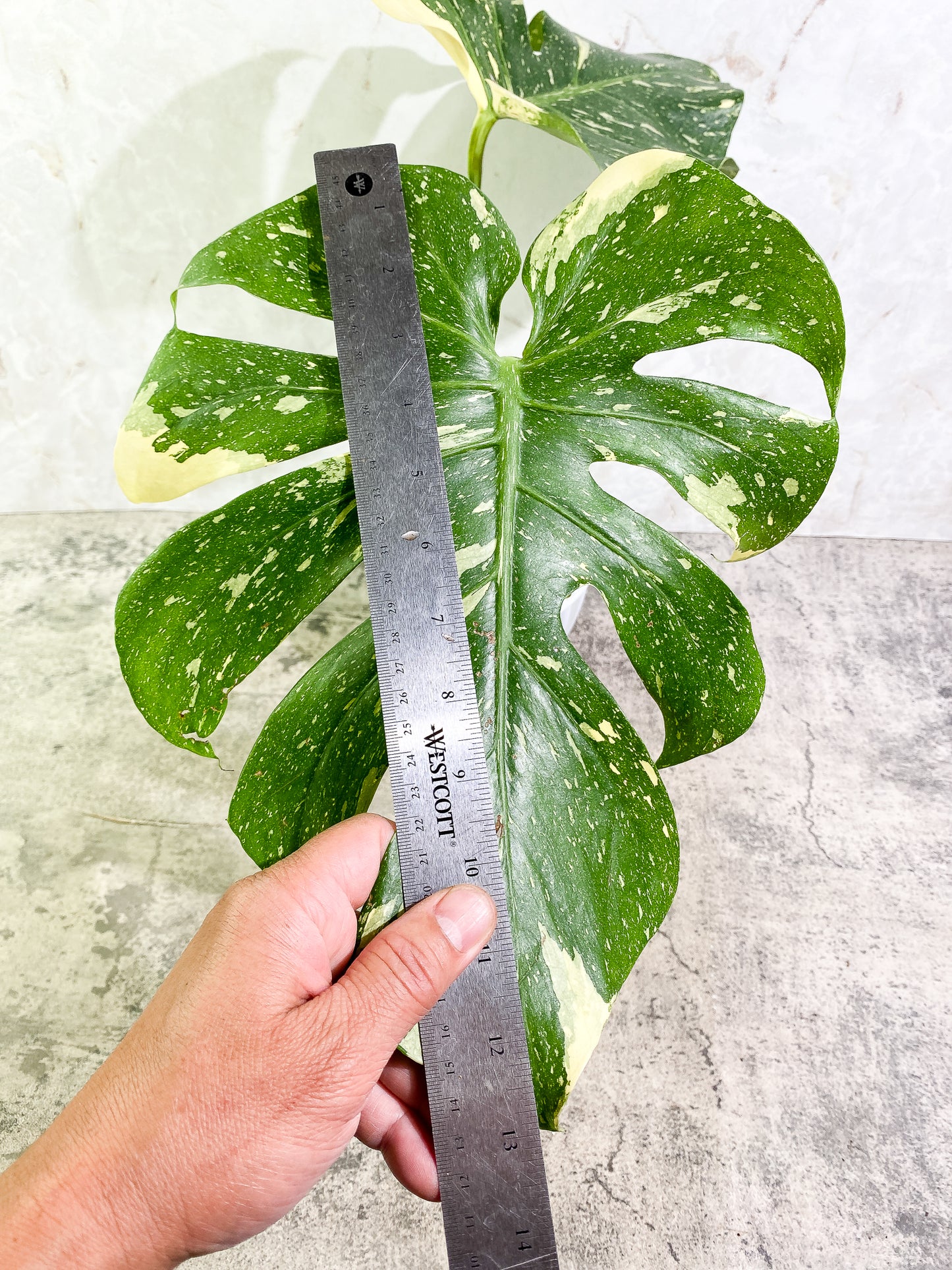 Monstera Thai Constellation 2 leaves & 1 unfurling leaf Slightly Rooted