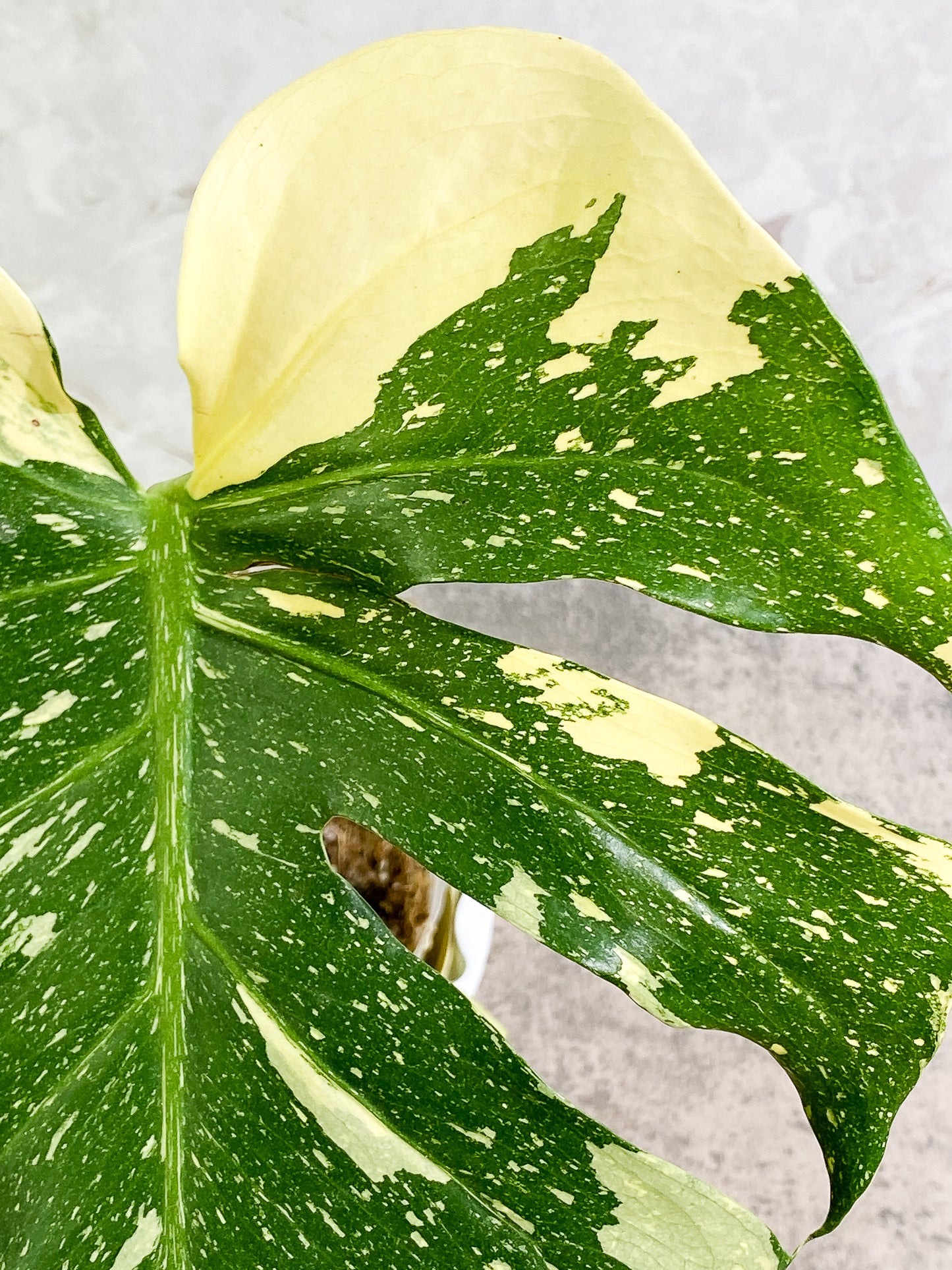 Monstera Thai Constellation 2 leaves & 1 unfurling leaf Slightly Rooted