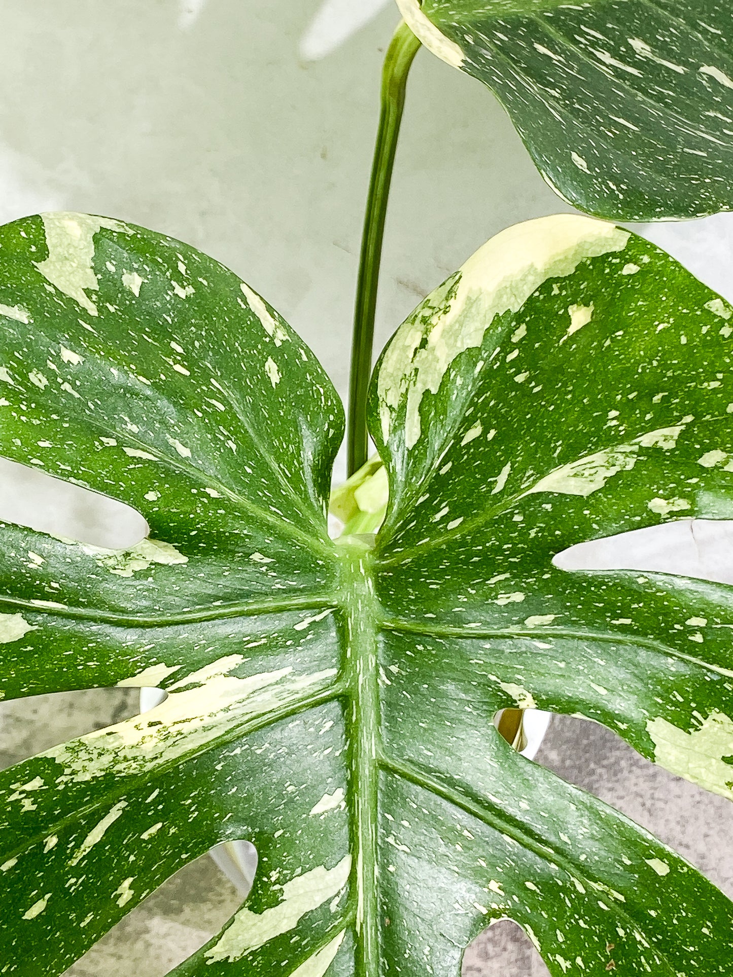 Monstera Thai Constellation 2 leaves & 1 unfurling leaf Slightly Rooted