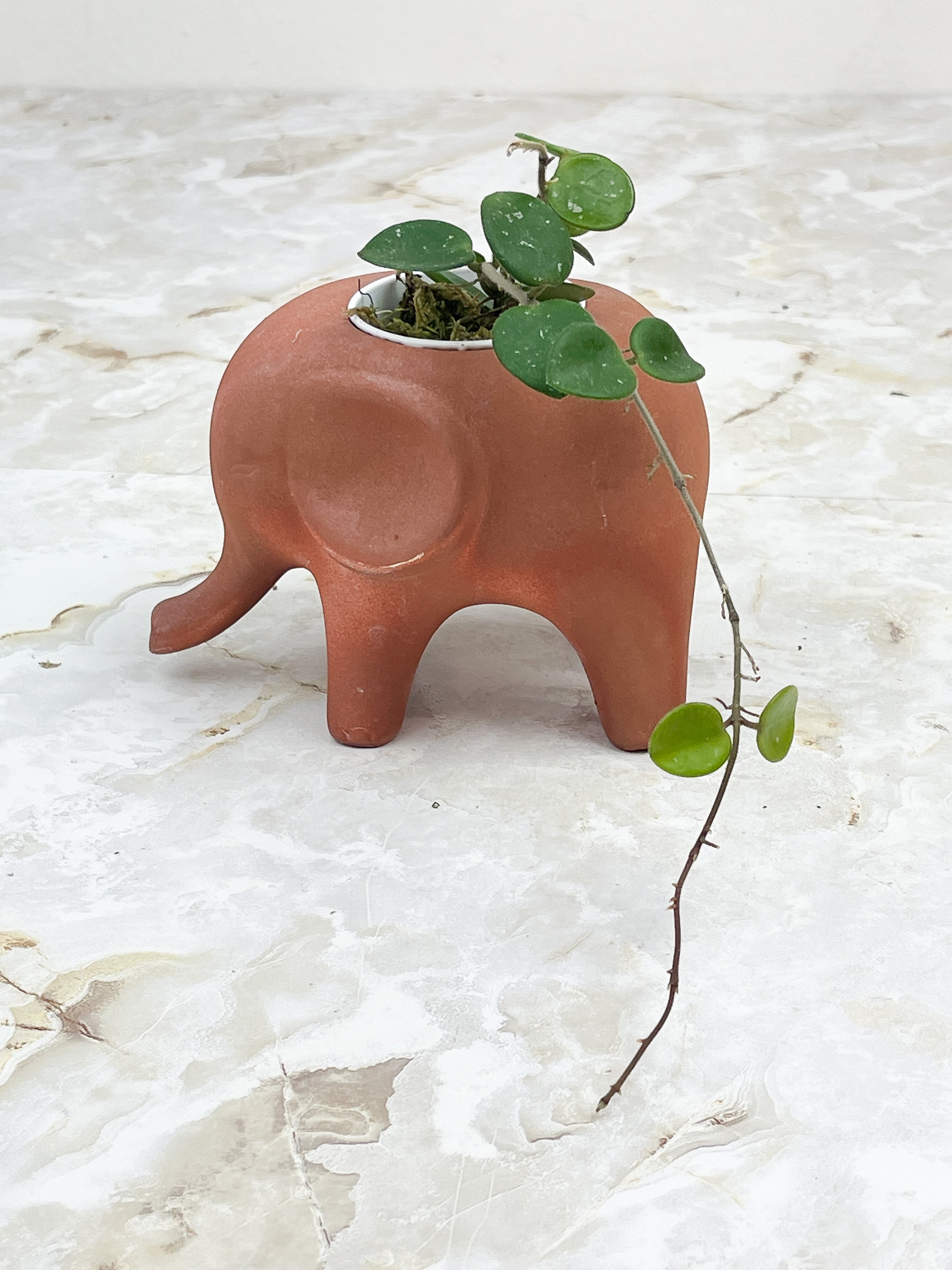 Hoya Mathilde splash