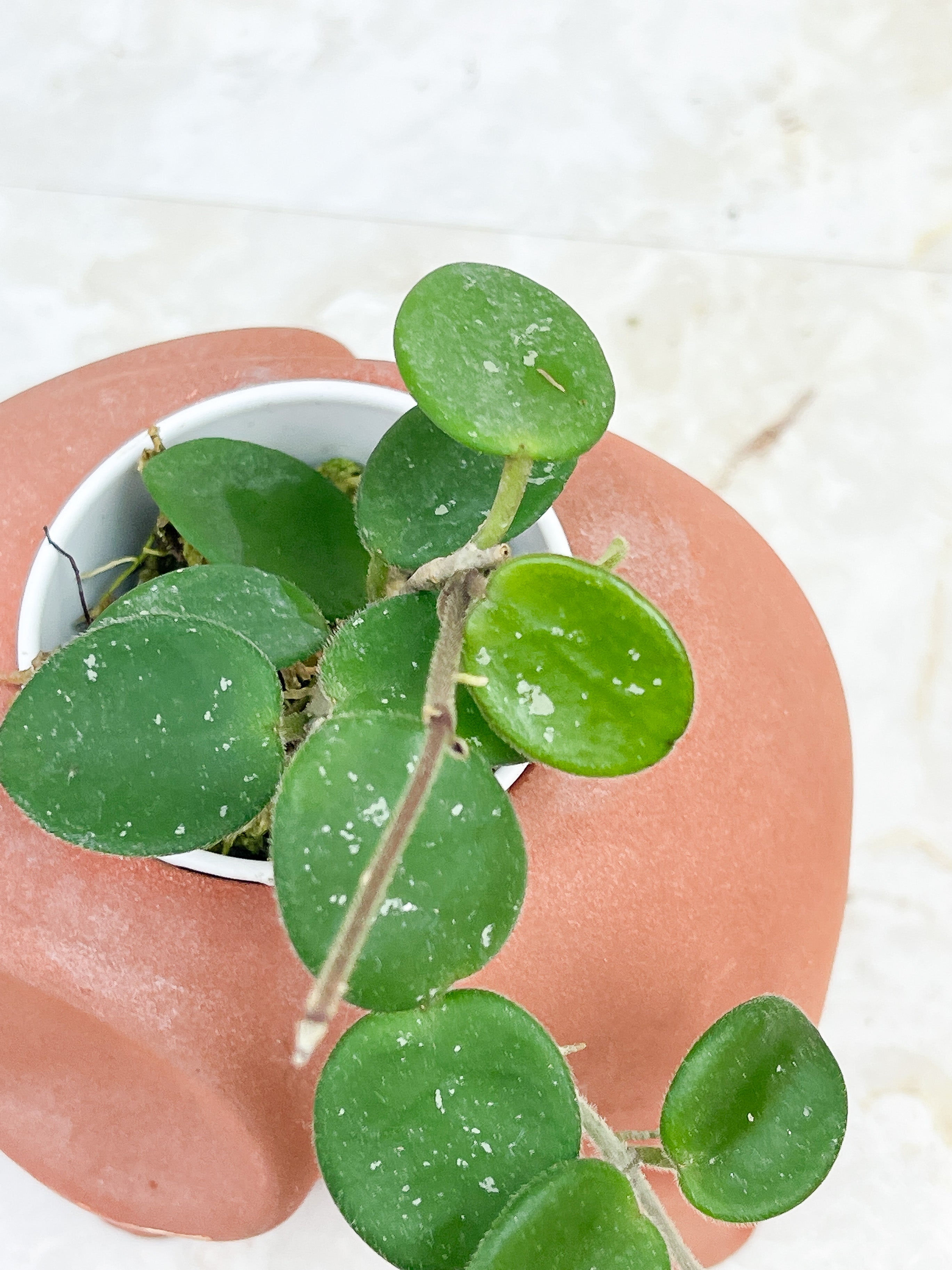 Hoya Mathilde splash