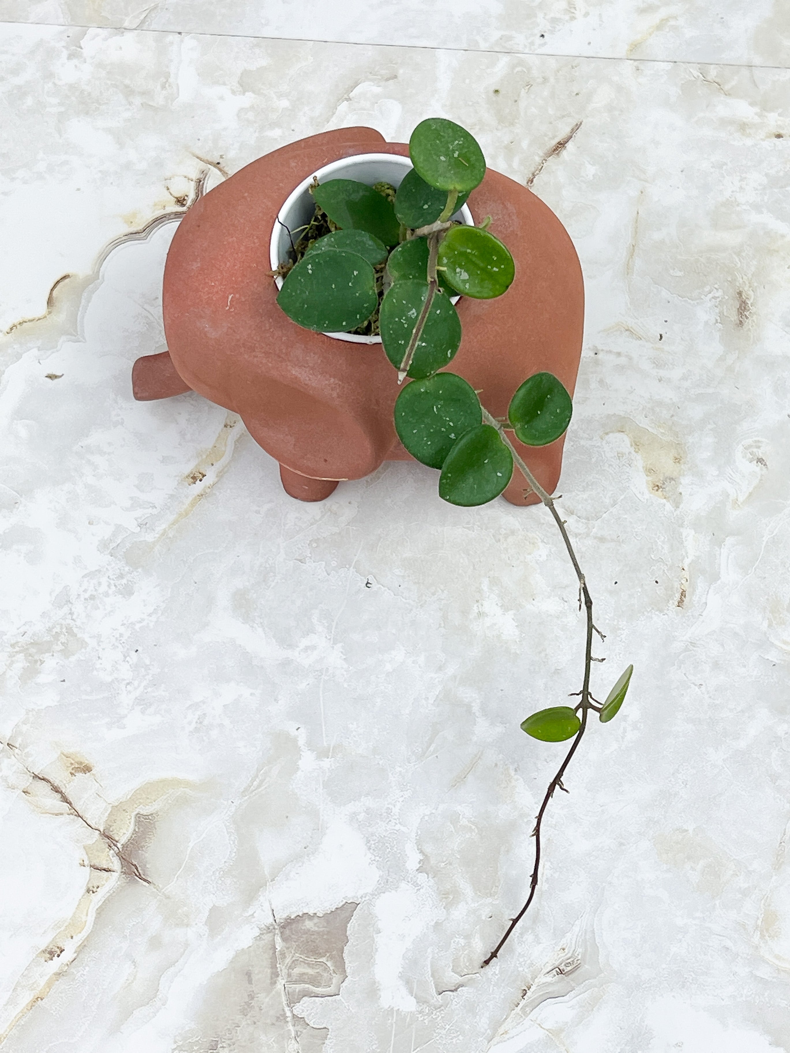 Hoya Mathilde splash