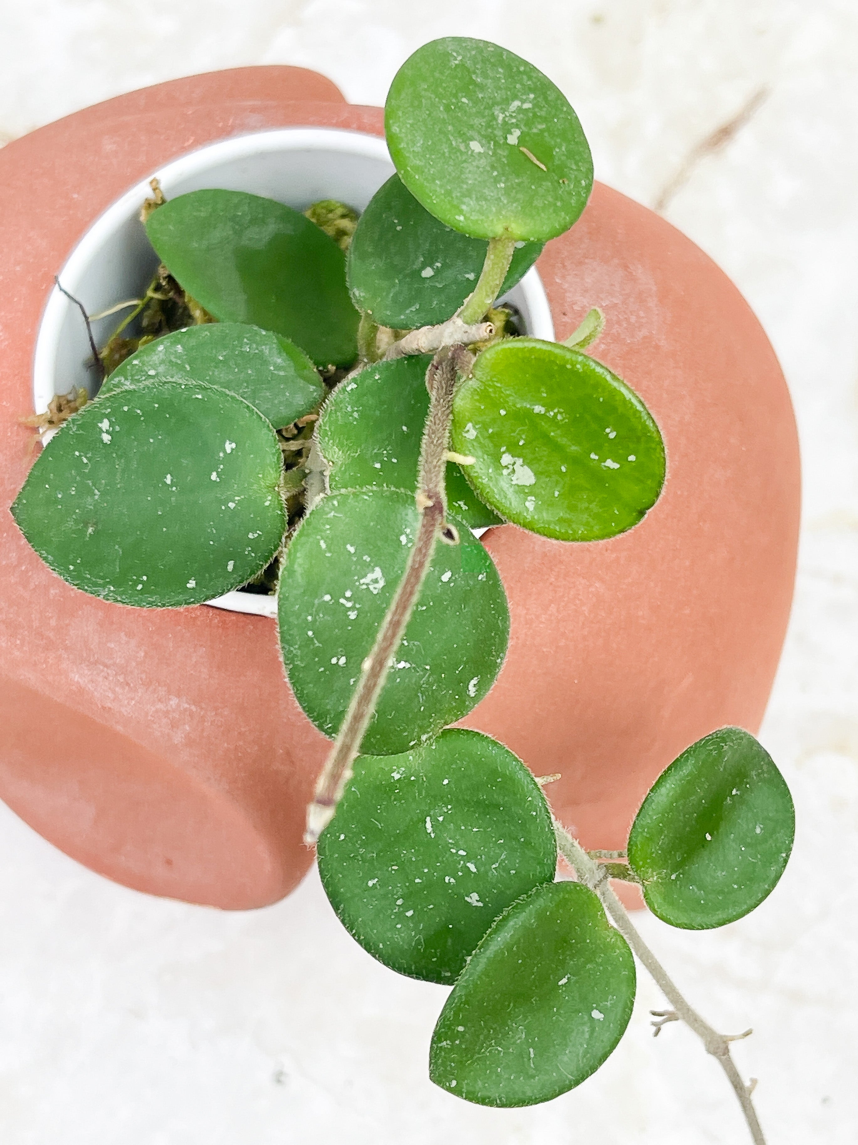 Hoya Mathilde splash