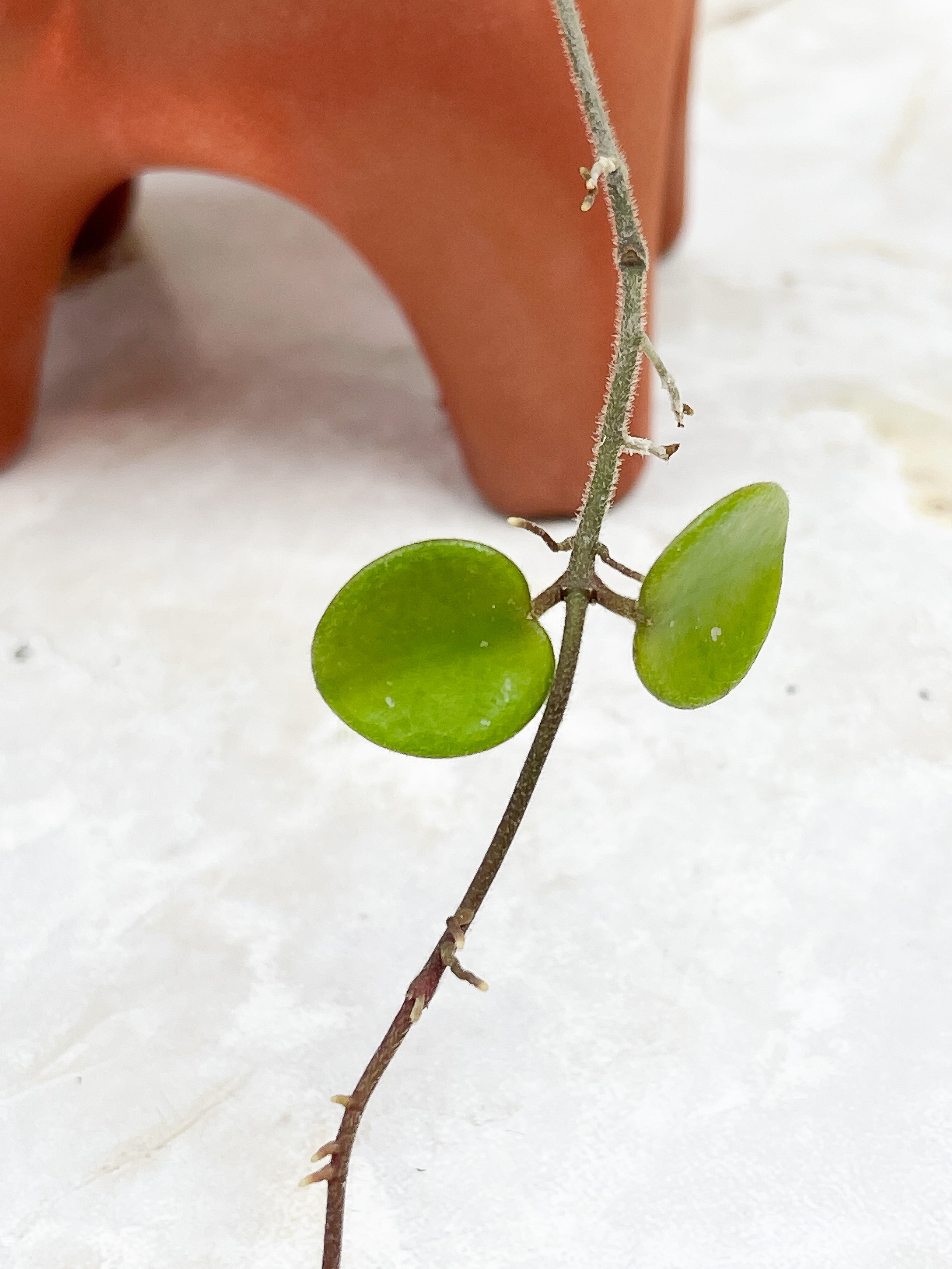 Hoya Mathilde splash
