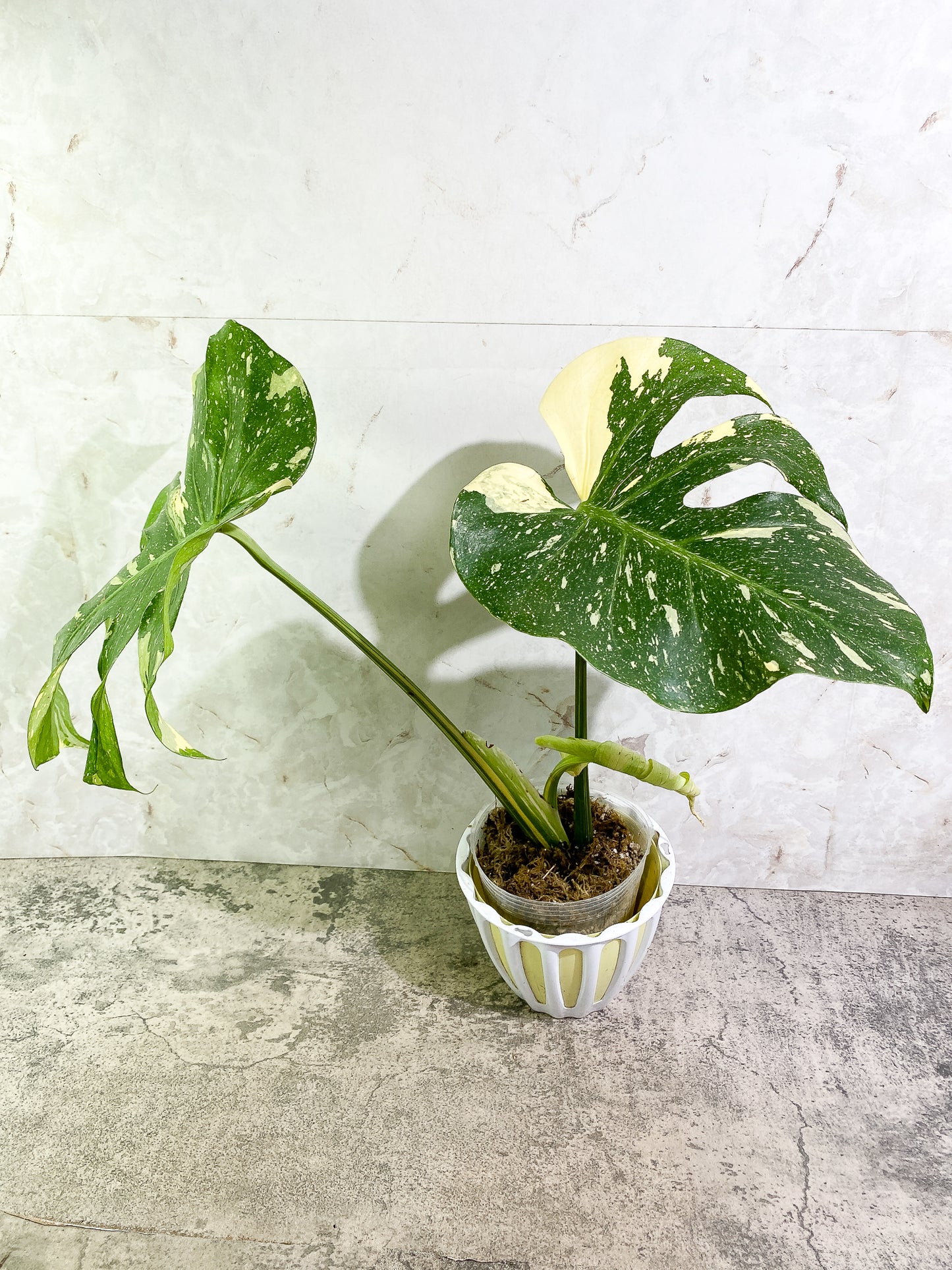Monstera Thai Constellation 2 leaves & 1 unfurling leaf Slightly Rooted