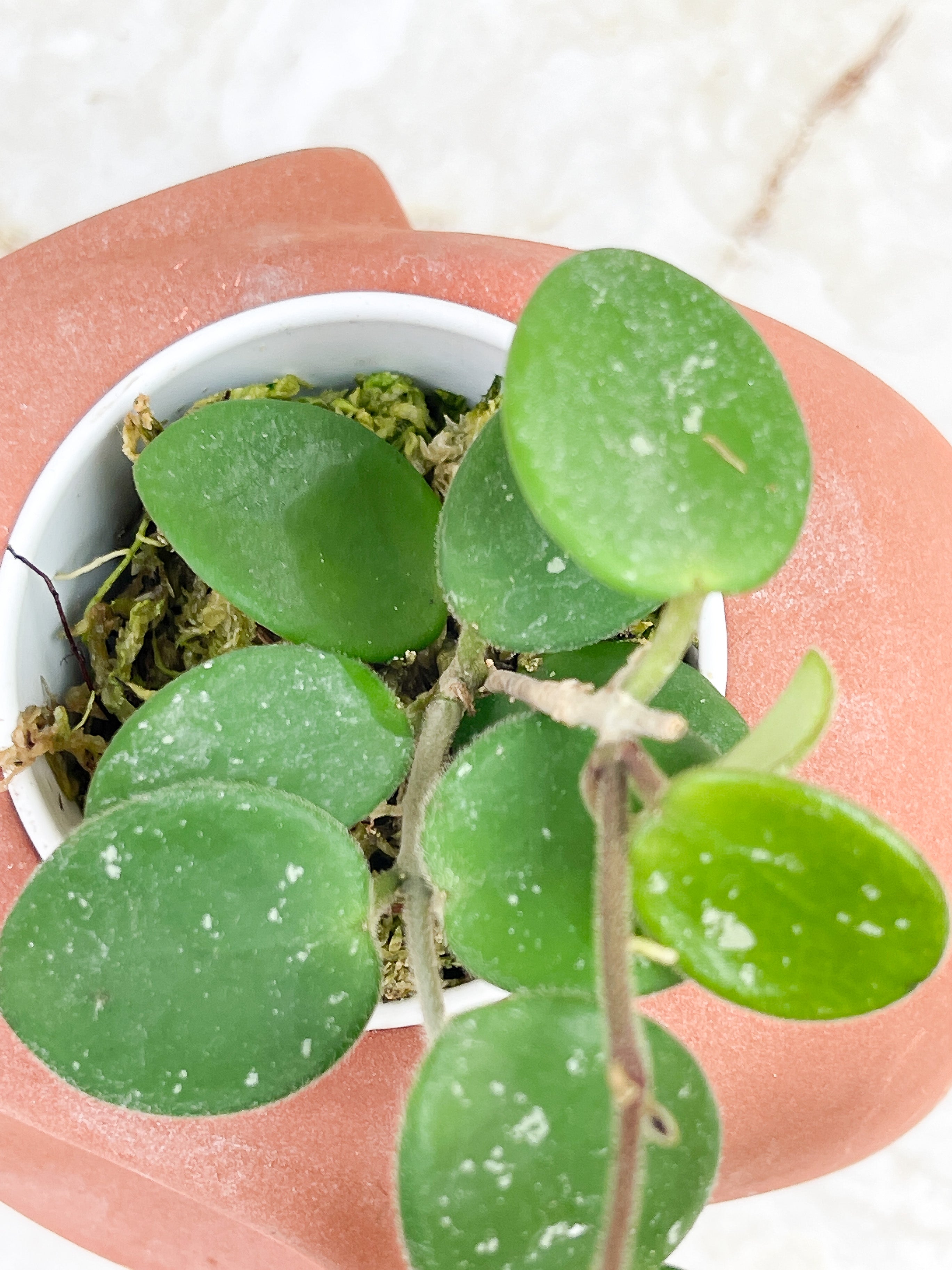 Hoya Mathilde splash