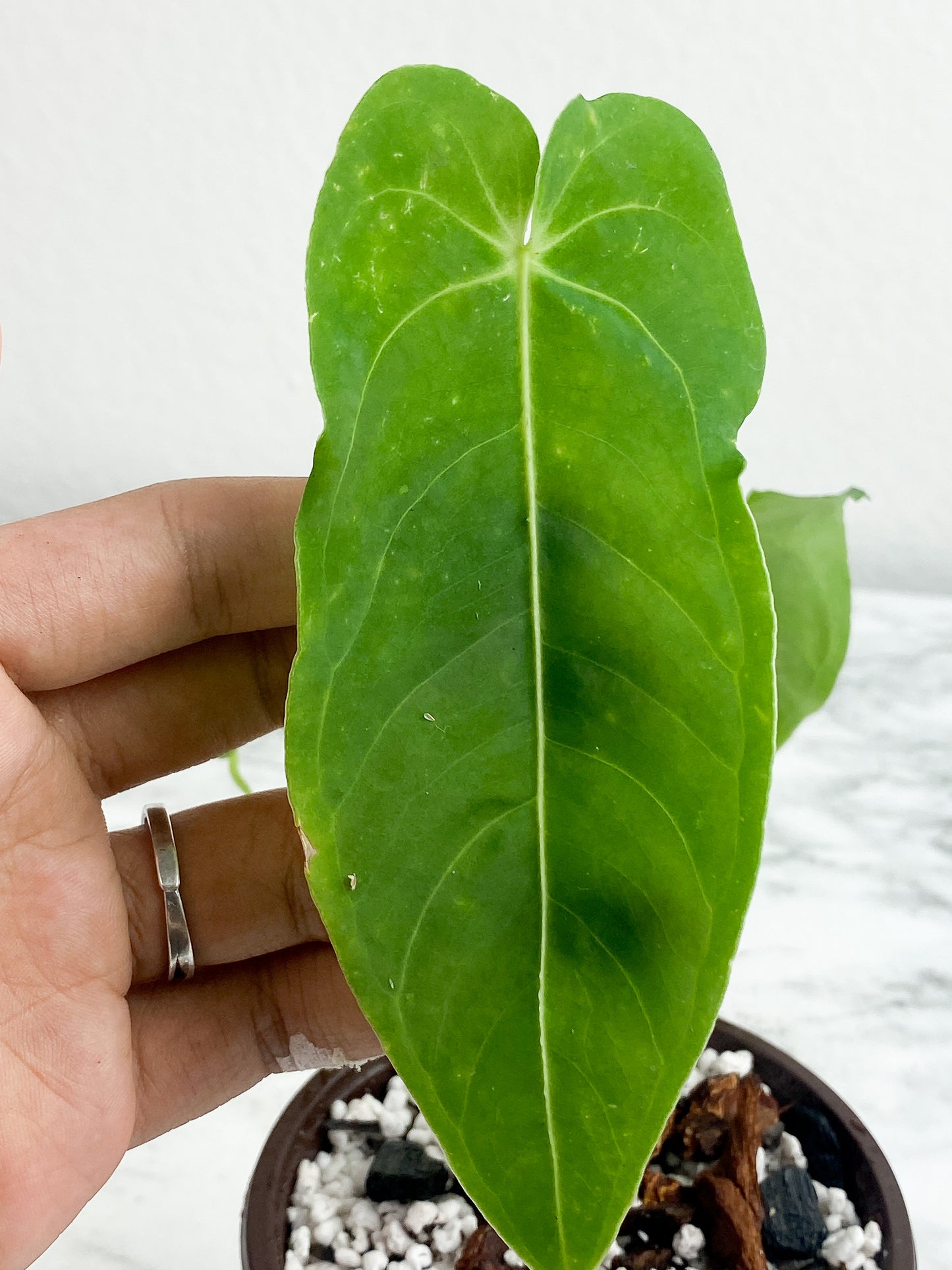 Anthurium waterbuyanum  3 leaves