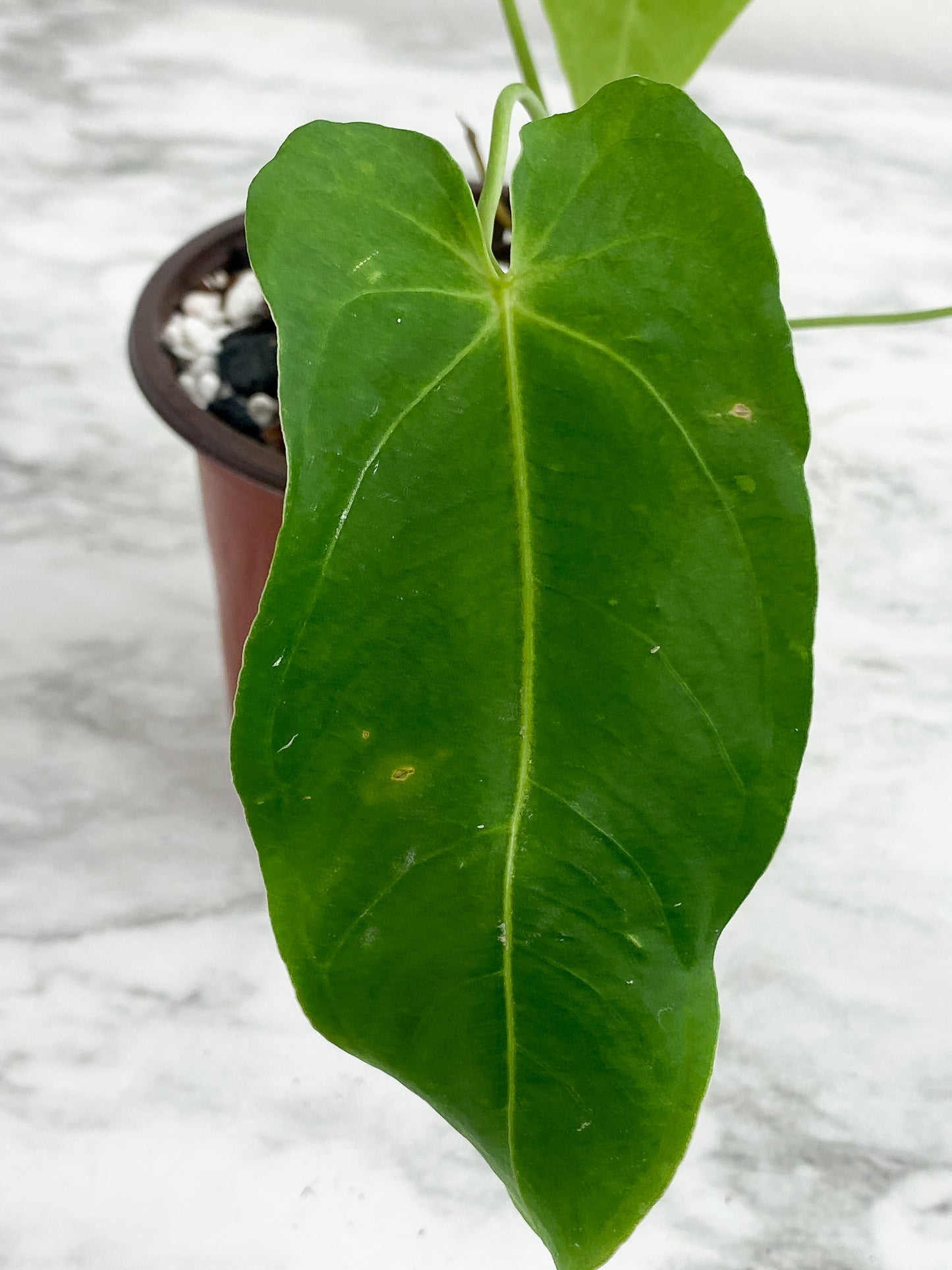 Anthurium waterbuyanum  3 leaves