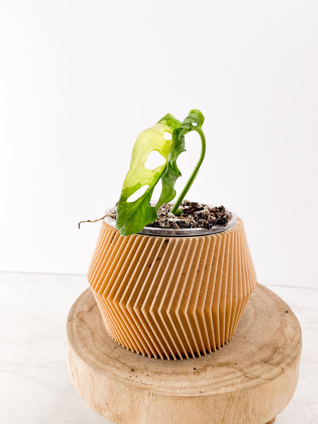 Monstera Adansonii Aurea 1 leaf slightly rooted