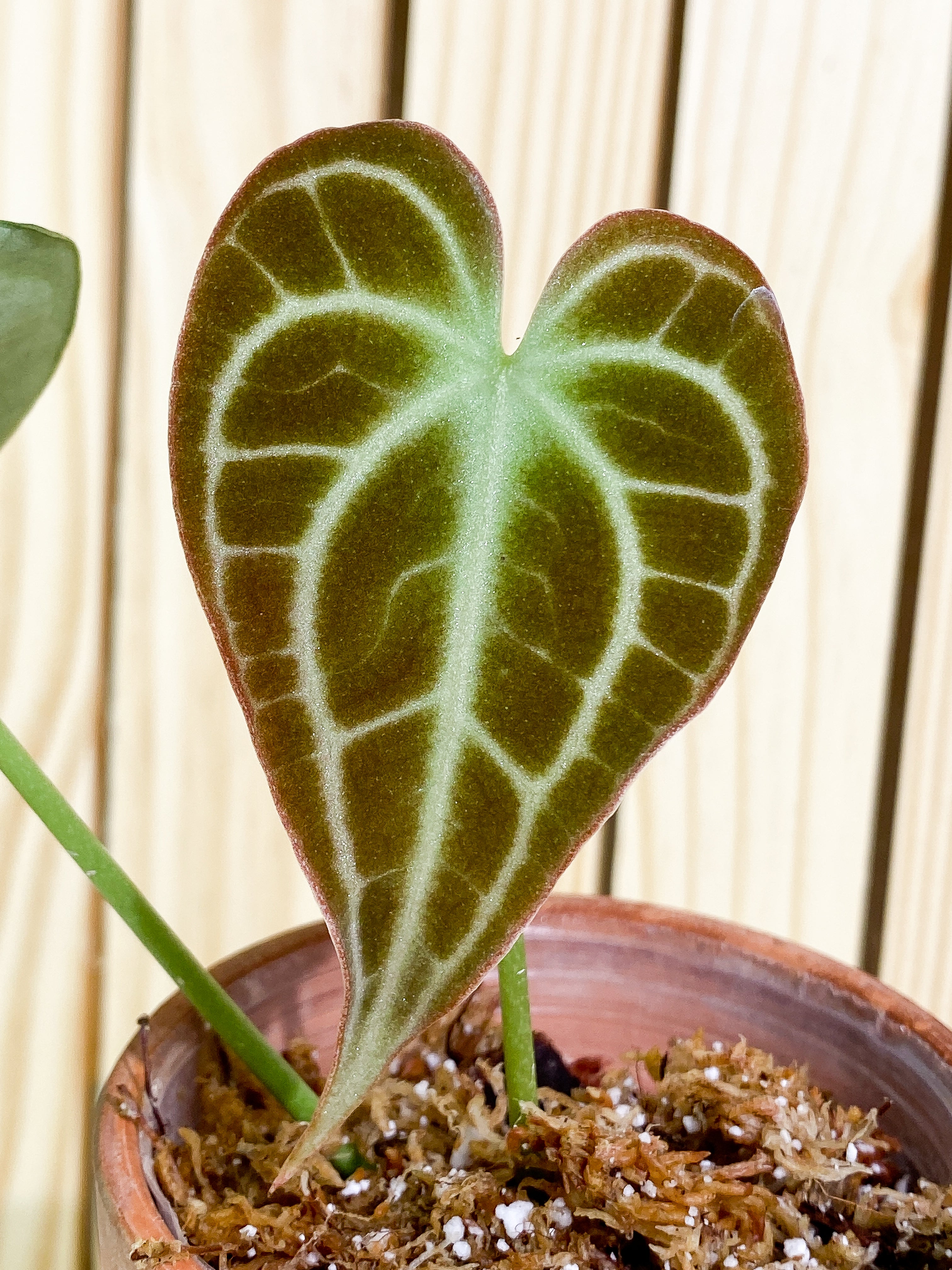 Anthurium King Clarinervium (True form) 2 leaves Rooting