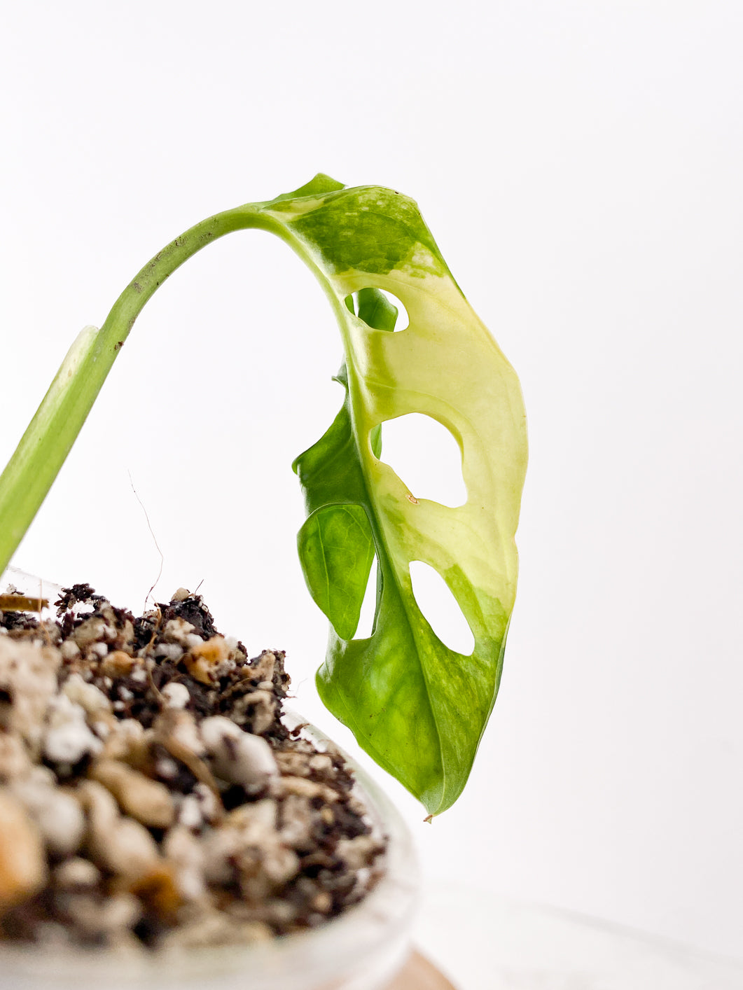 Monstera Adansonii Aurea 1 leaf slightly rooted