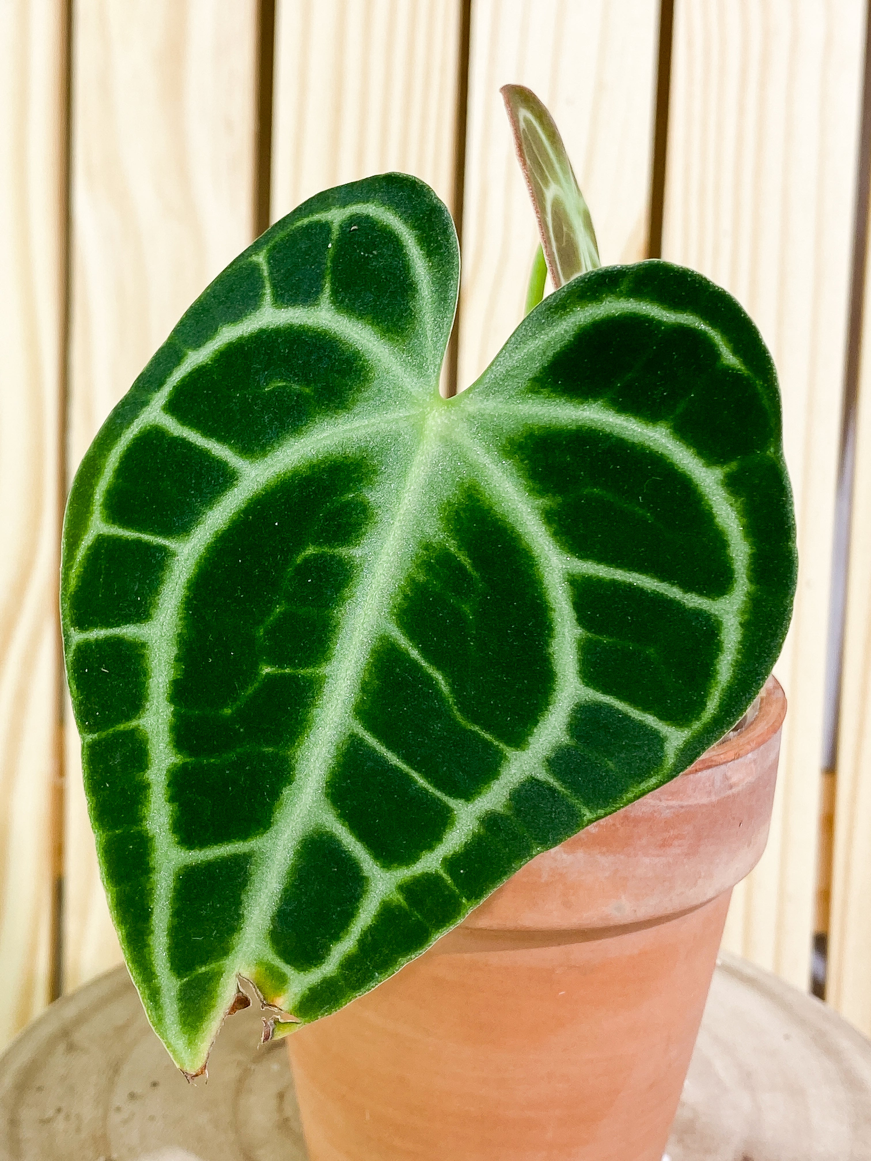 Anthurium King Clarinervium (True form) 2 leaves Rooting