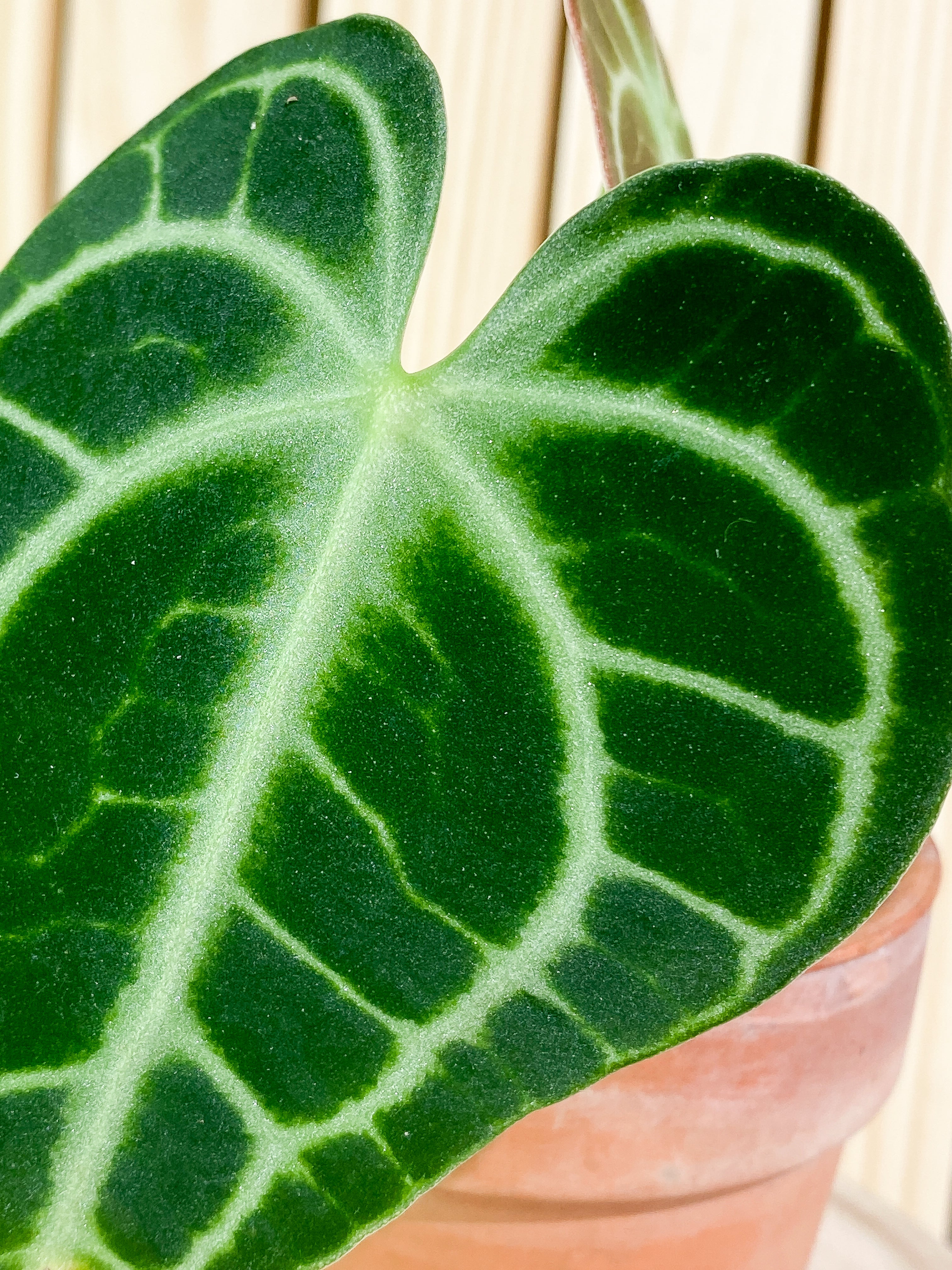 Anthurium King Clarinervium (True form) 2 leaves Rooting