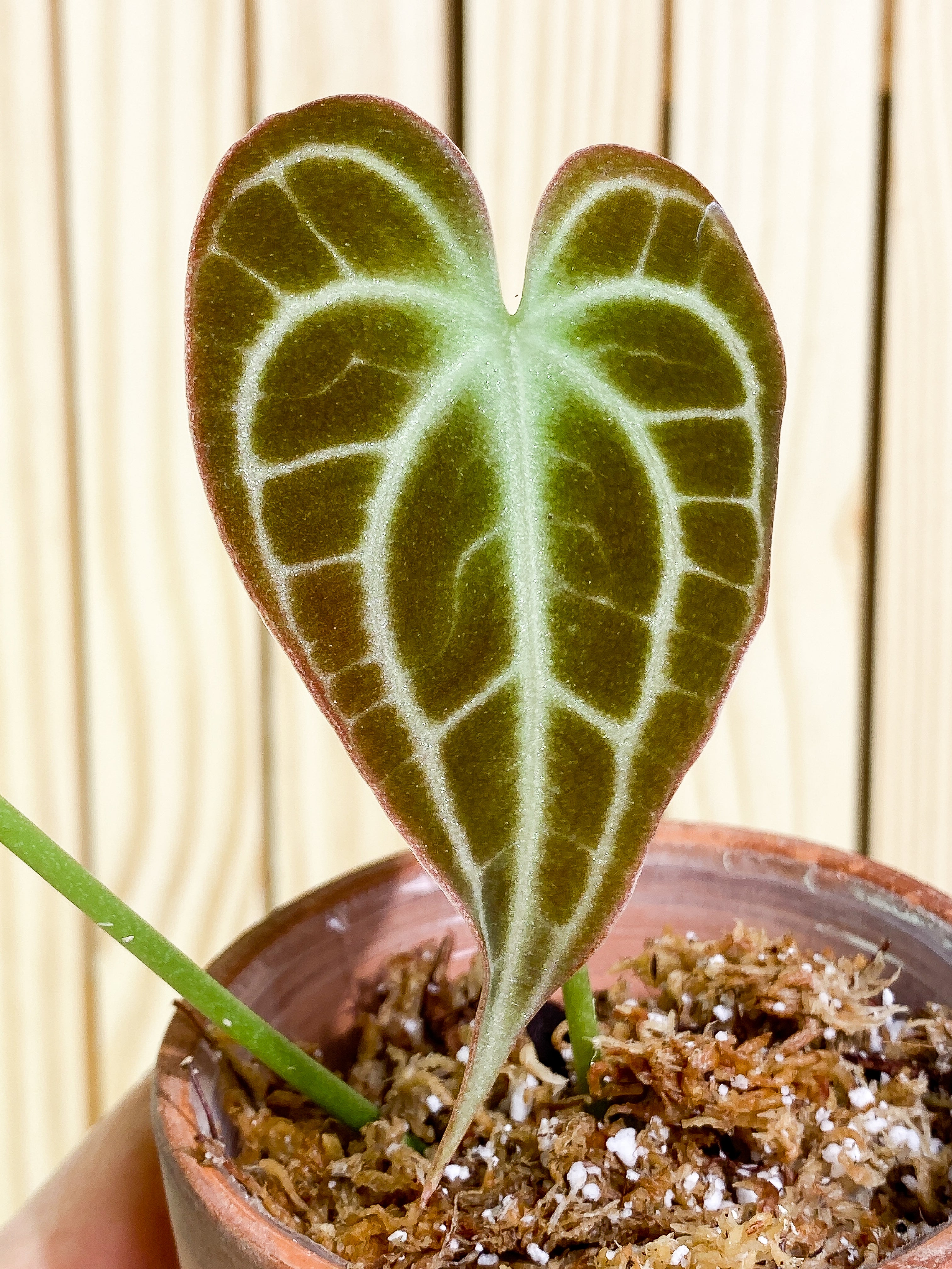 Anthurium King Clarinervium (True form) 2 leaves Rooting