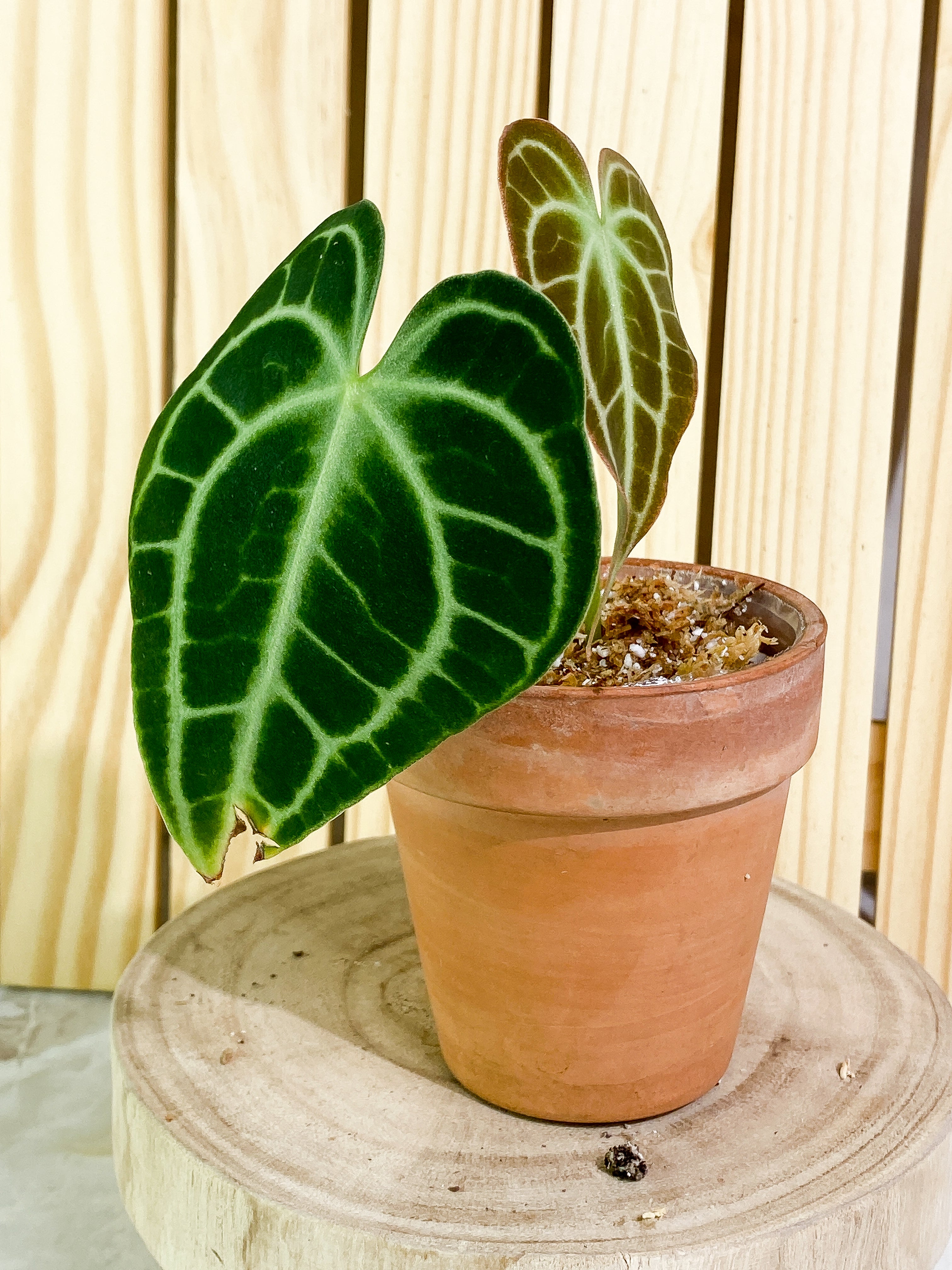 Anthurium King Clarinervium (True form) 2 leaves Rooting