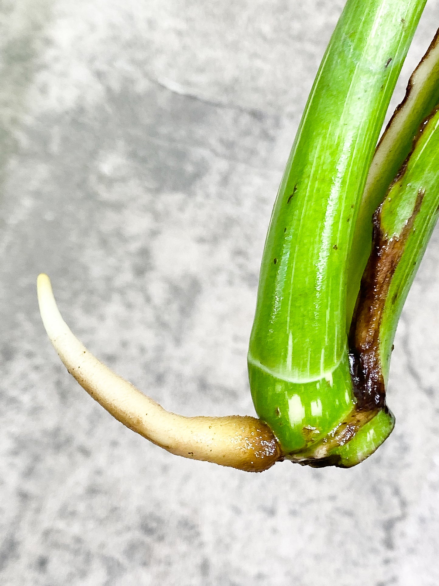 Monstera Thai Constellation 2 leaves Rooting